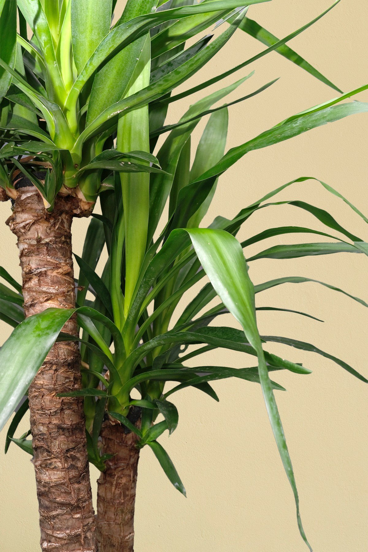 Yucca Elephantipes - Yuka 2 Gövdeli