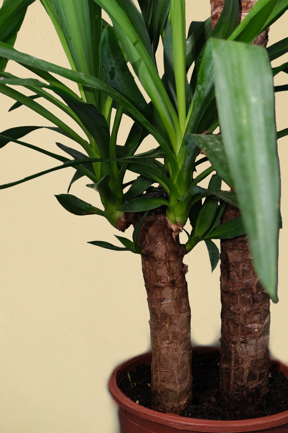 Yucca Elephantipes - Yuka 2 Gövdeli