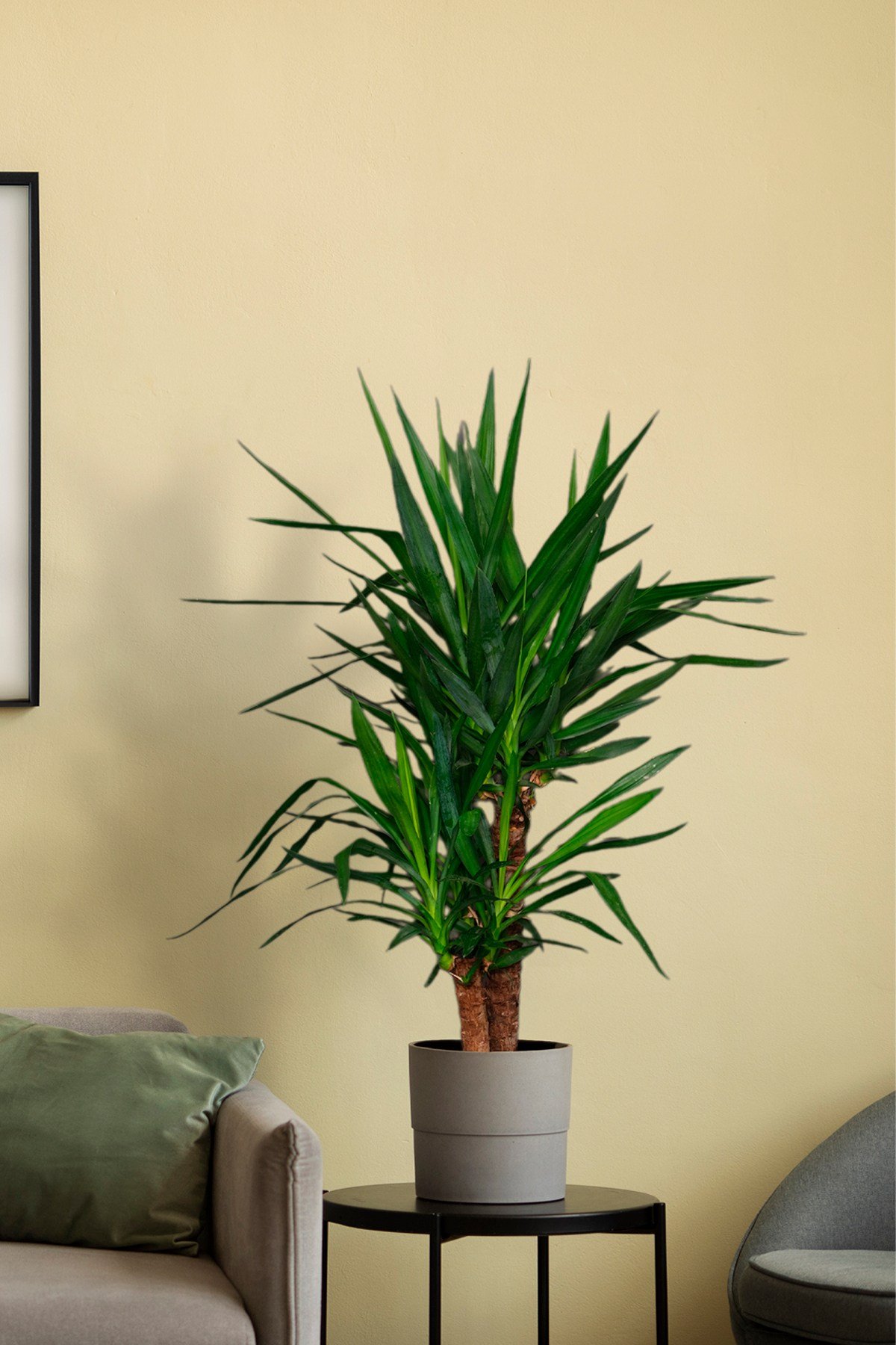Yucca Elephantipes - Yuka 2 Gövdeli