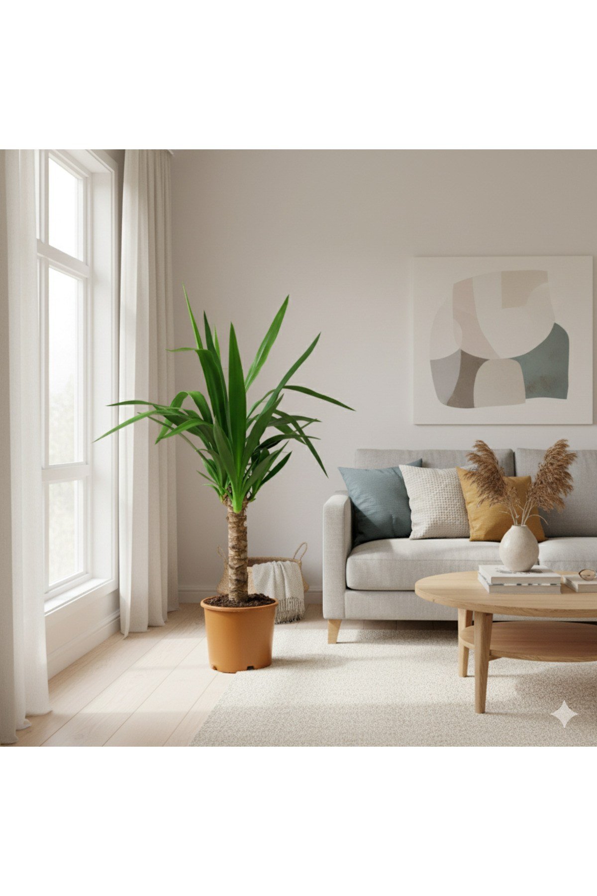Yucca (Fil Ayağı) Ev Bitkisi 100 cm Yuka Avize Çiçeği