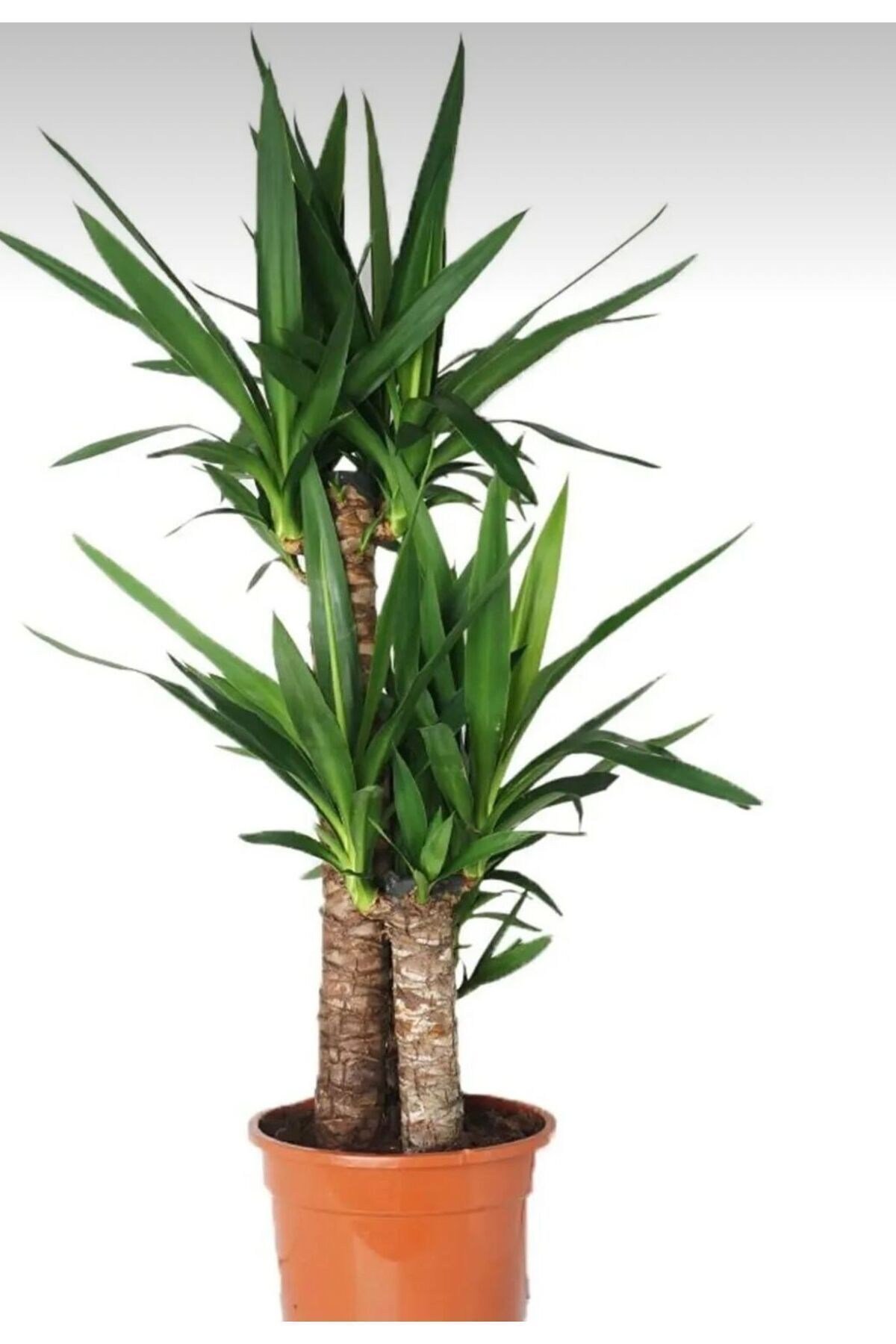 Yucca iki gövde 80-100cm
