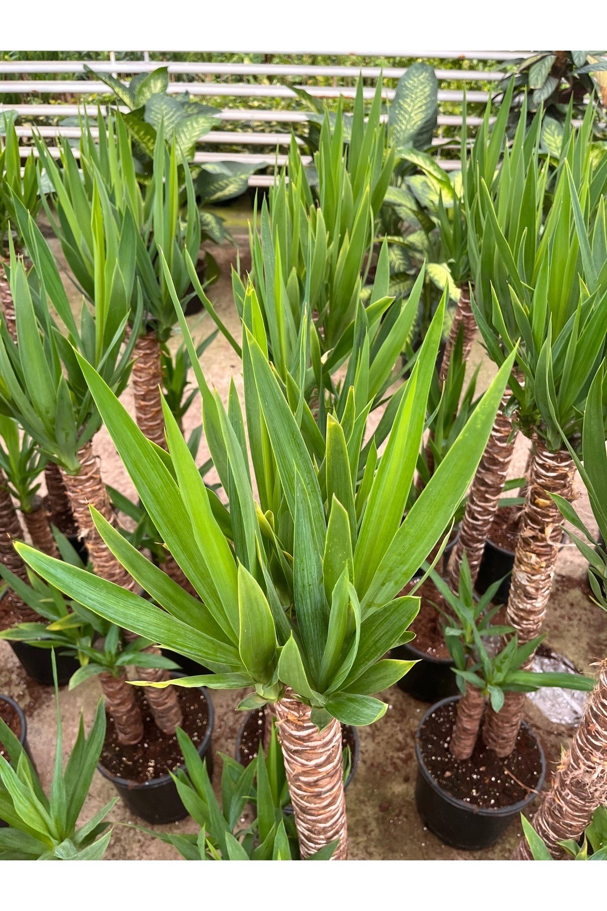 YUCCA İKİLİ EXTRA (45-90cm) p21 avize çiçeği