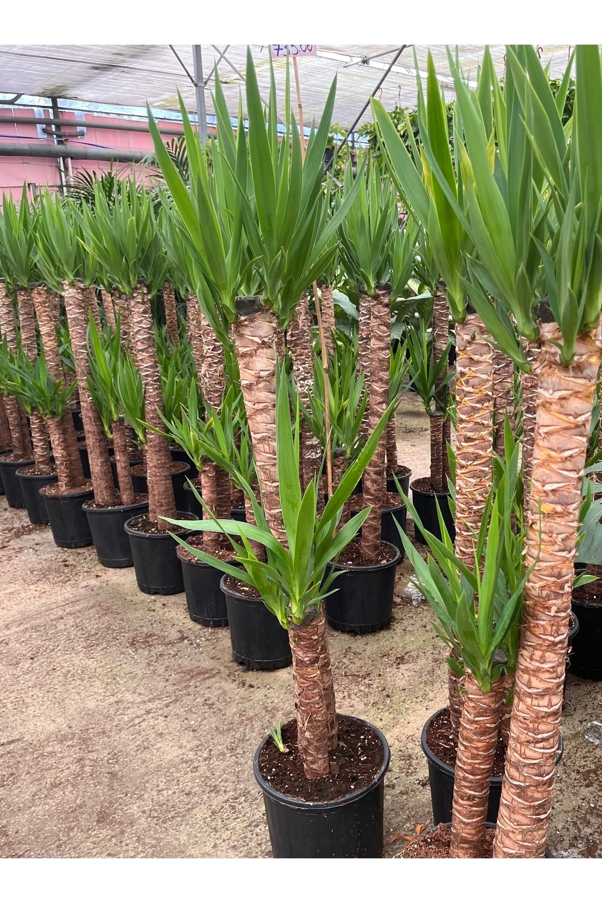 YUCCA İKİLİ EXTRA (45-90cm) p21 avize çiçeği