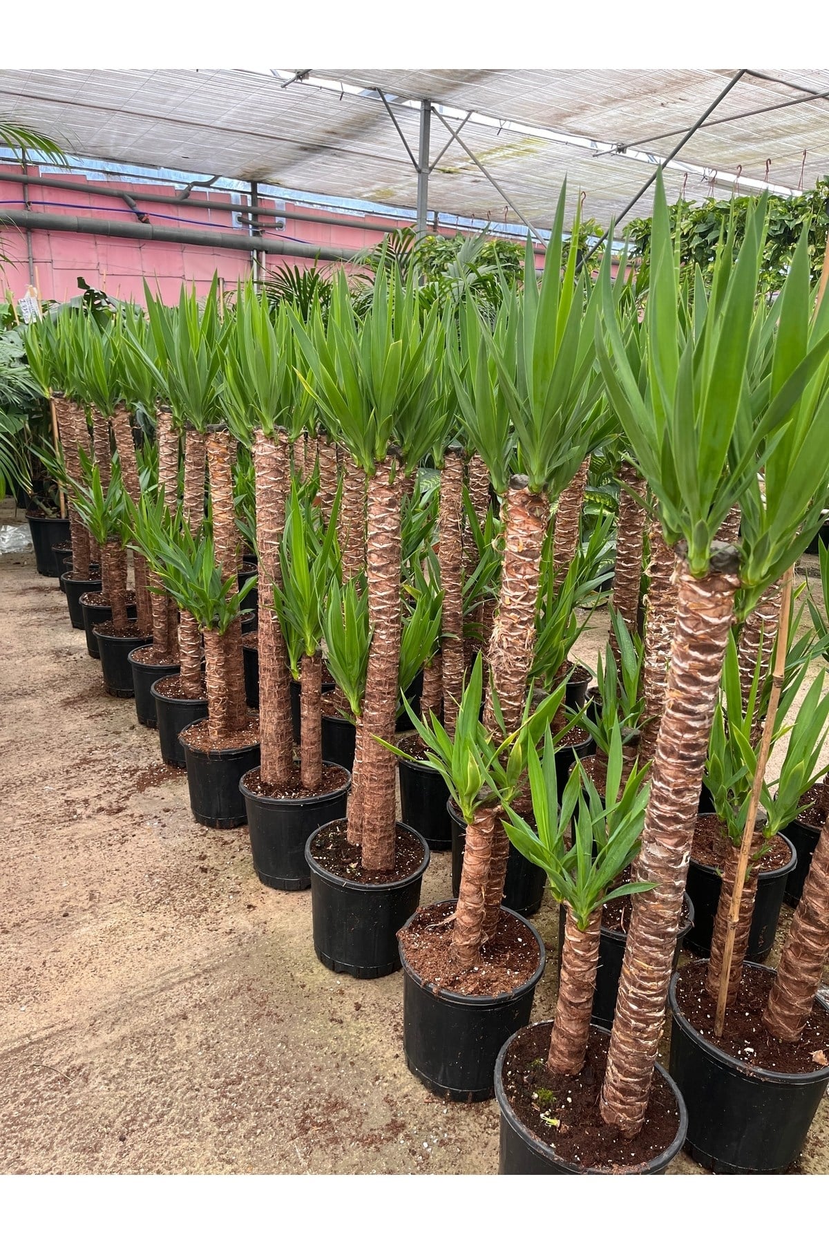 YUCCA İKİLİ EXTRA (45-90cm) p21 avize çiçeği