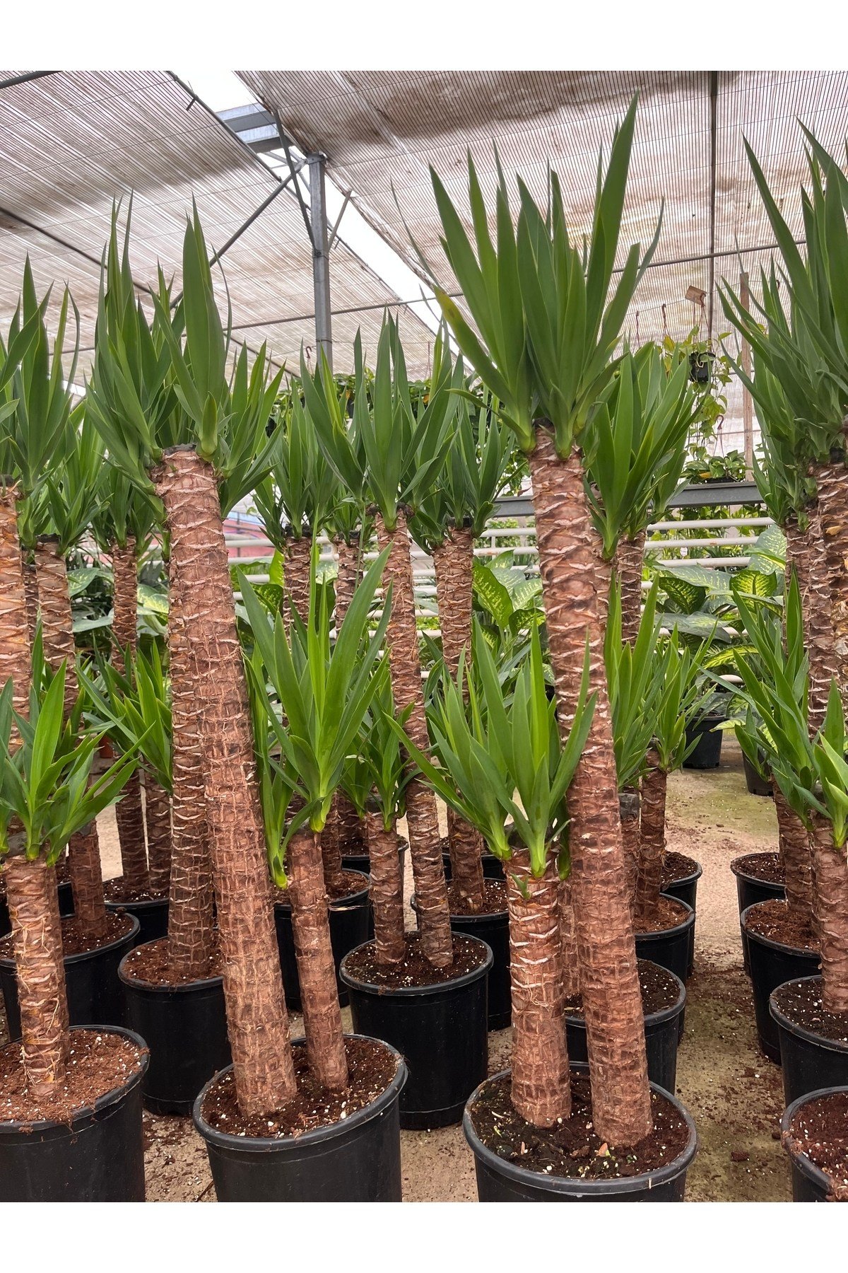 YUCCA İKİLİ EXTRA (45-90cm) p21 avize çiçeği
