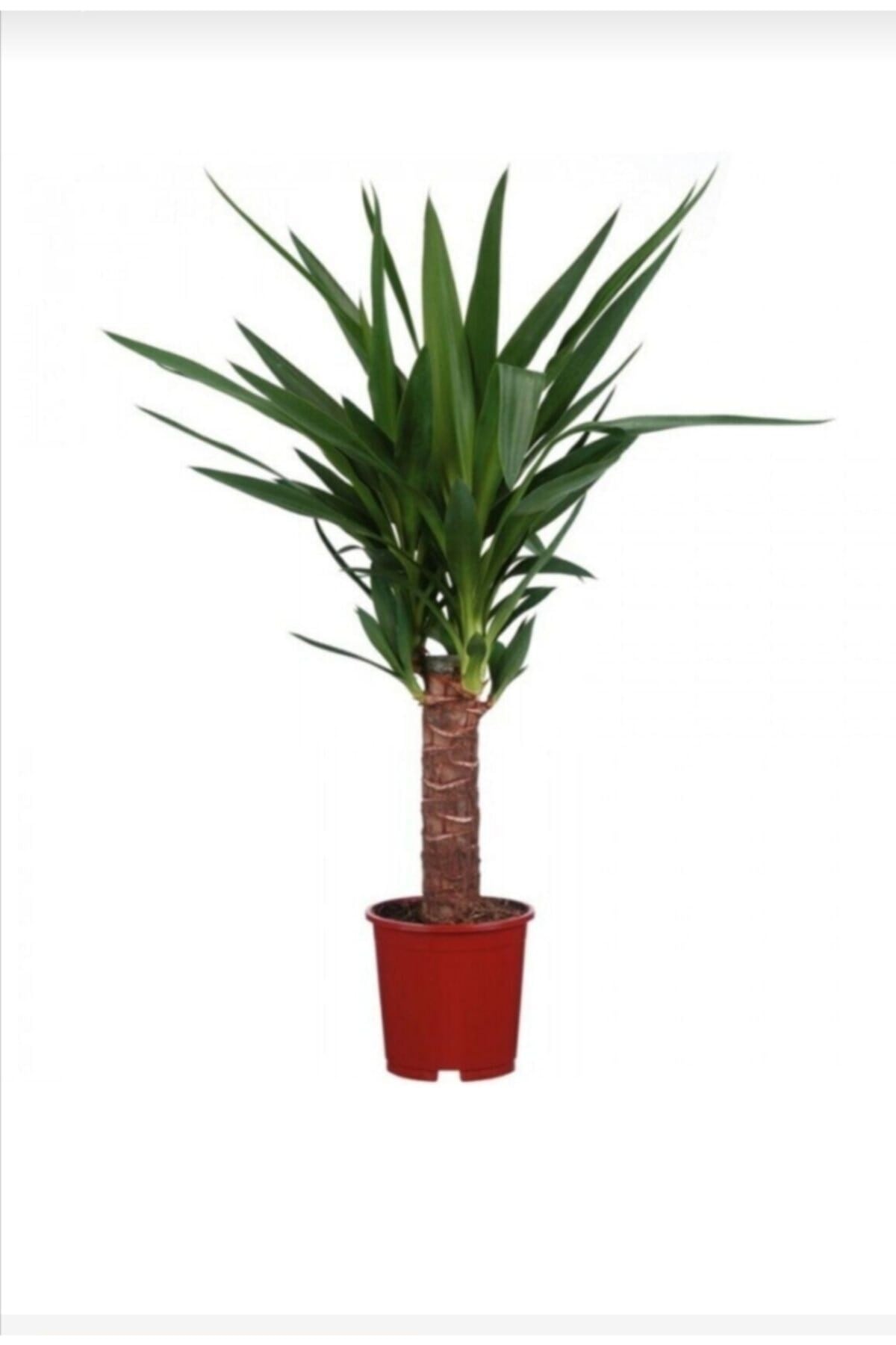 Yucca Jawel Çiçeği Yukka Bitkisi Yuka Çelik Gövde 40 50 Cm Ev Bitkisi Salon Bitkisi Ofis Bitkisi