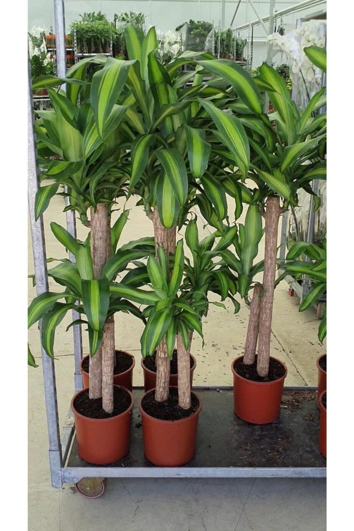 Yucca Massangena +120 Cm 1.kalite Çift Köklü Dekorasyon Salon Bitkisi