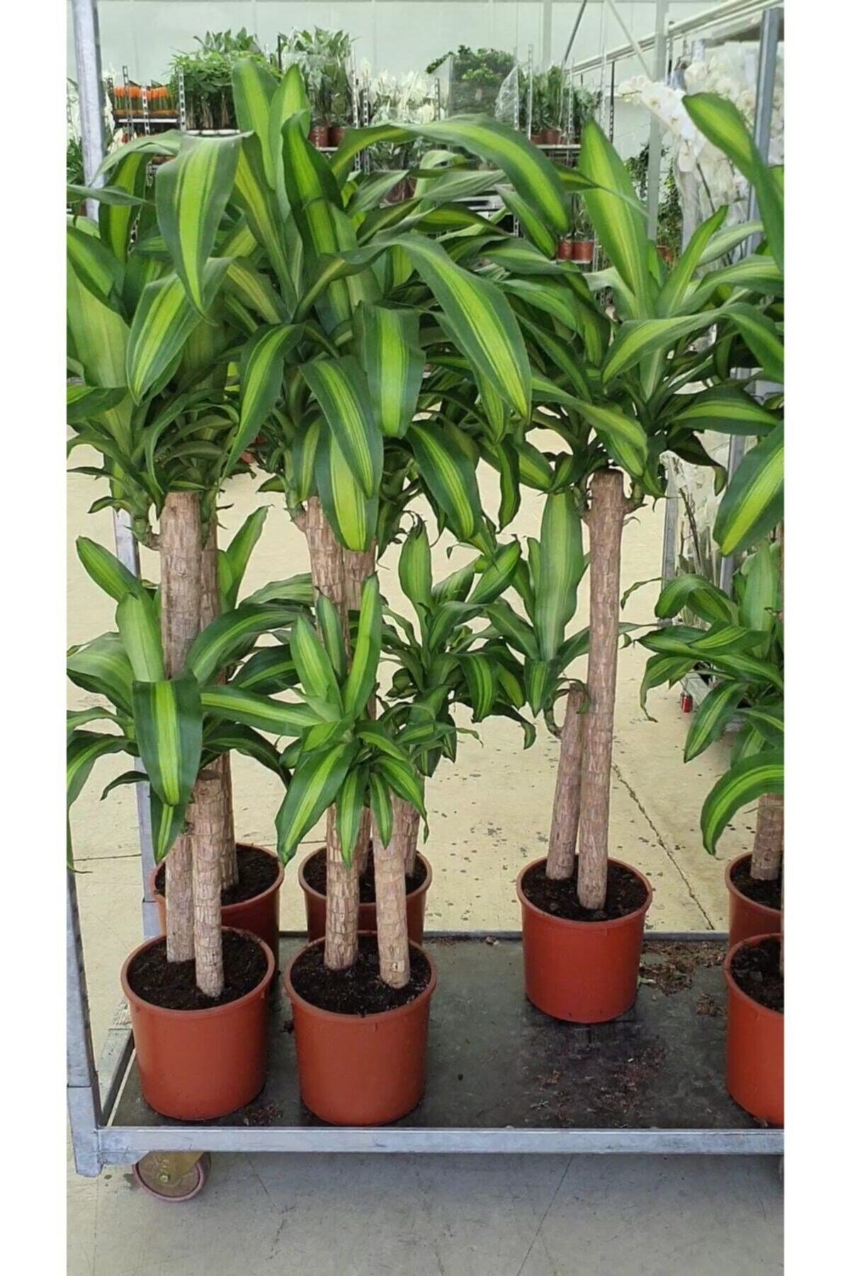 Yucca Massangena +120 Cm 1.kalite Çift Köklü Dekorasyon Salon Bitkisi