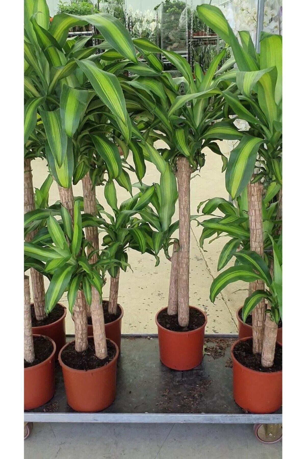 Yucca Massangena +120 Cm 1.kalite Çift Köklü Dekorasyon Salon Bitkisi