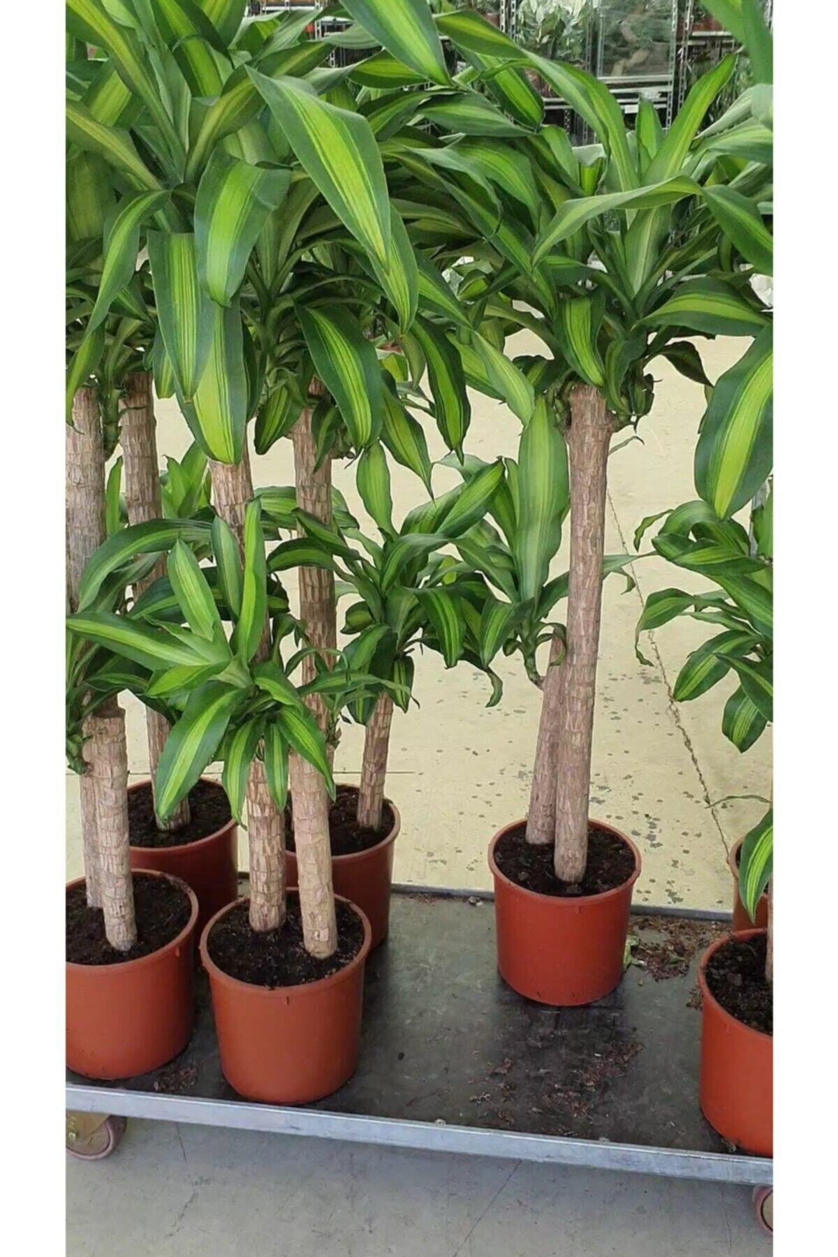 Yucca Massangena +120 Cm 1.kalite Çift Köklü Dekorasyon Salon Bitkisi