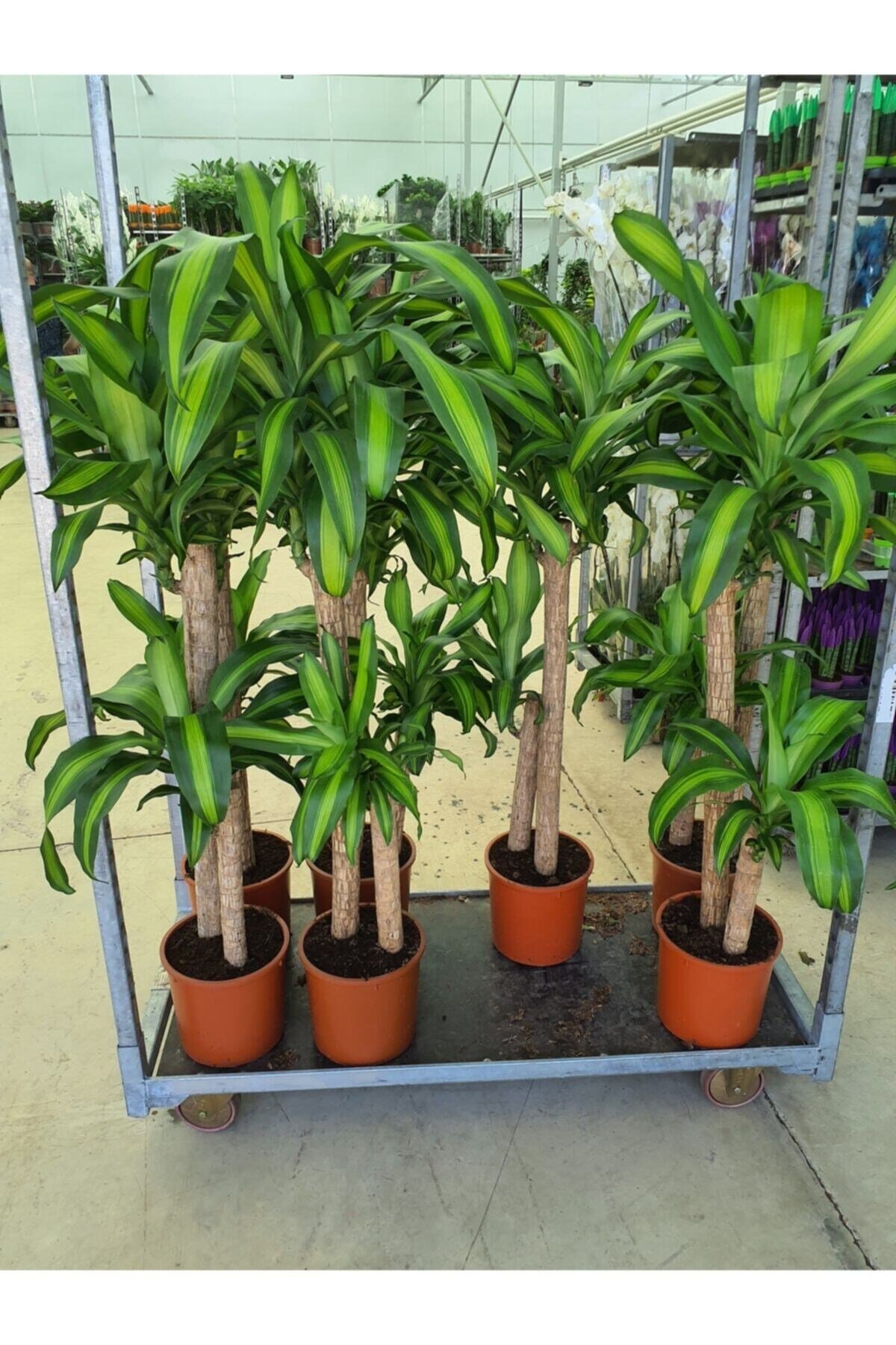 Yucca Massangena +120 Cm 1.kalite Çift Köklü Dekorasyon Salon Bitkisi
