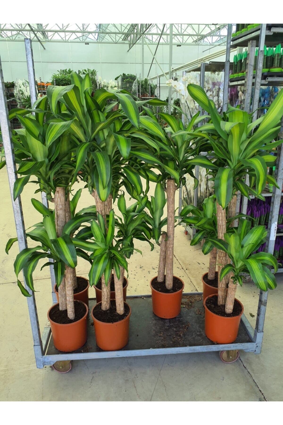 Yucca Massangena +120 Cm 1.kalite Çift Köklü Dekorasyon Salon Bitkisi