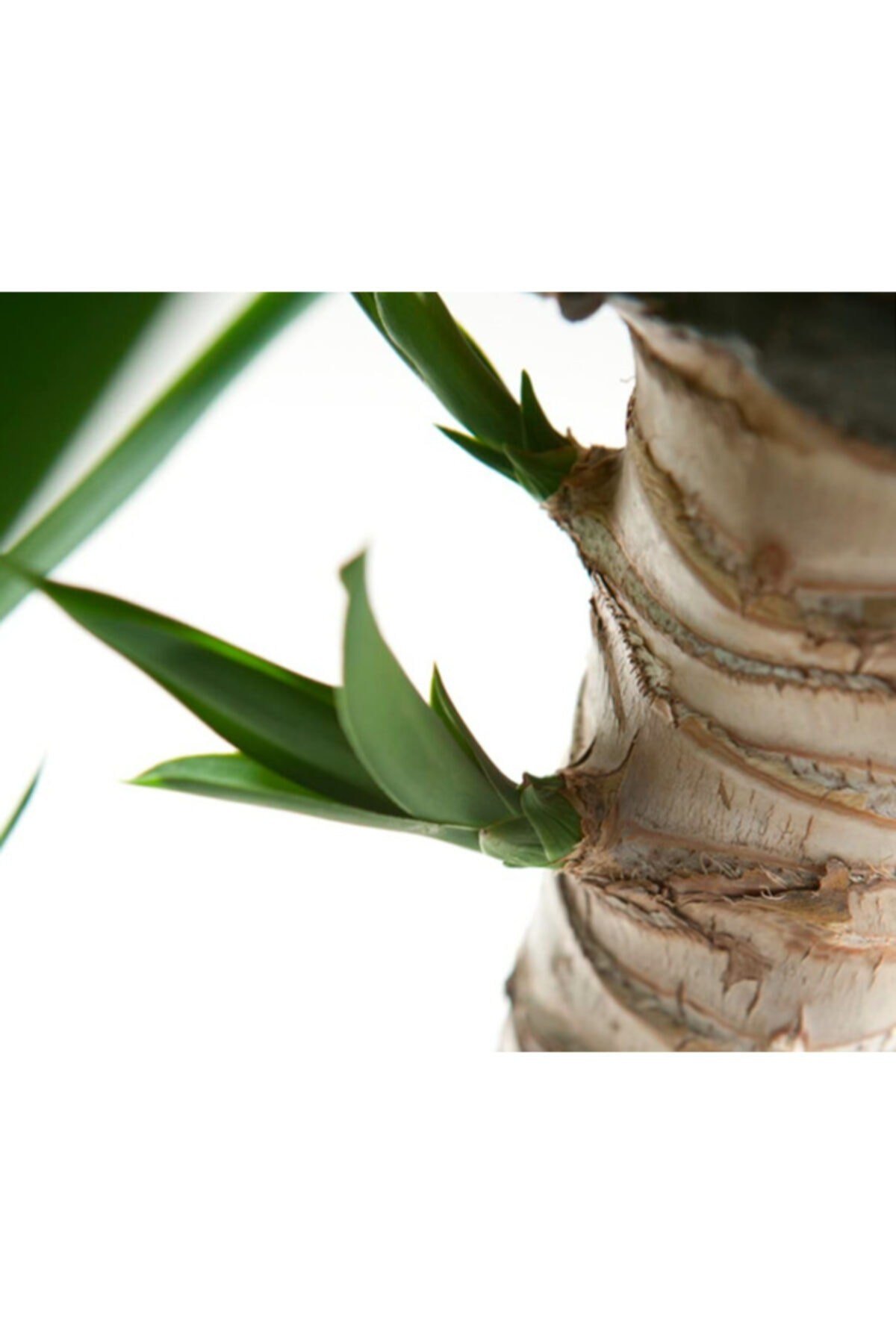Yucca Massengena 3'lü