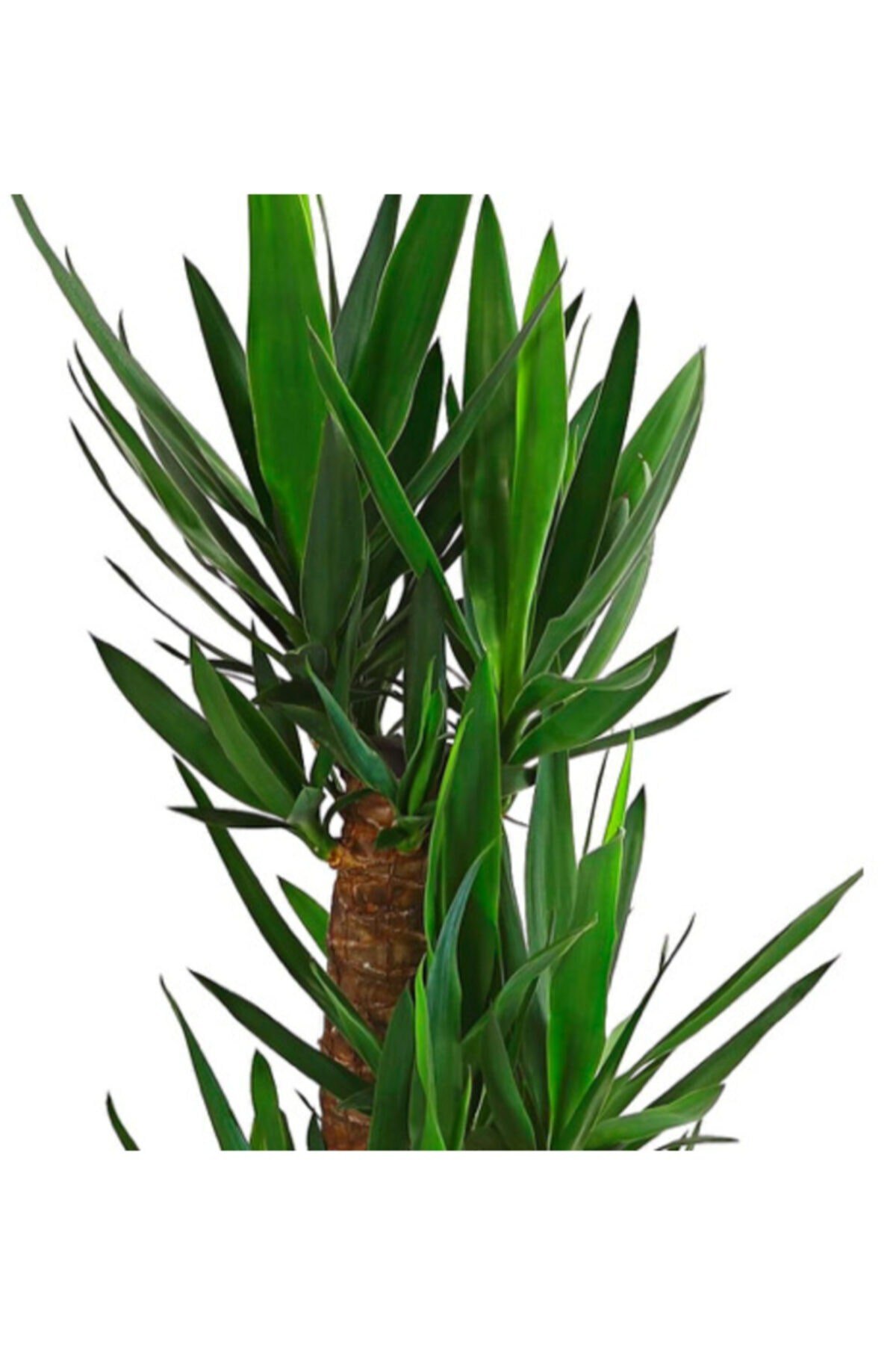 Yucca Massengena 3'lü
