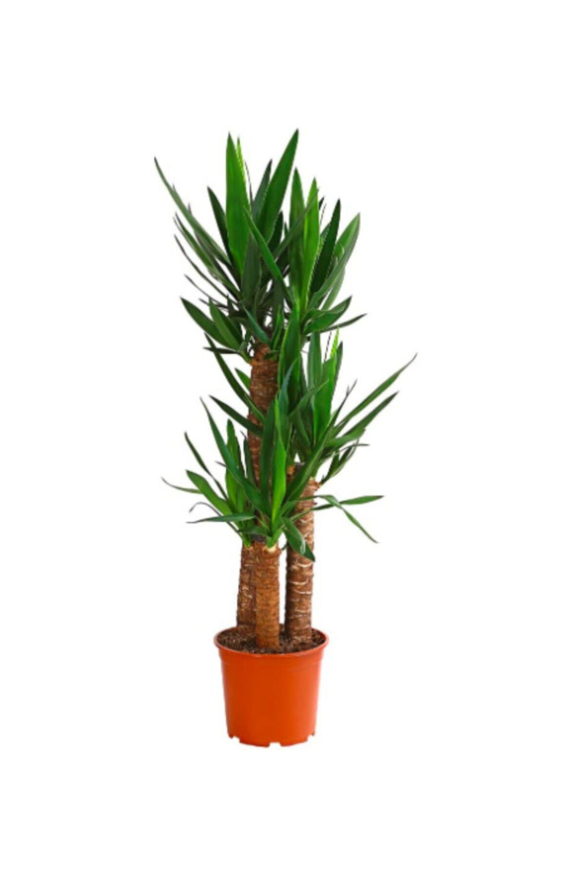 Yucca Massengena 3'lü