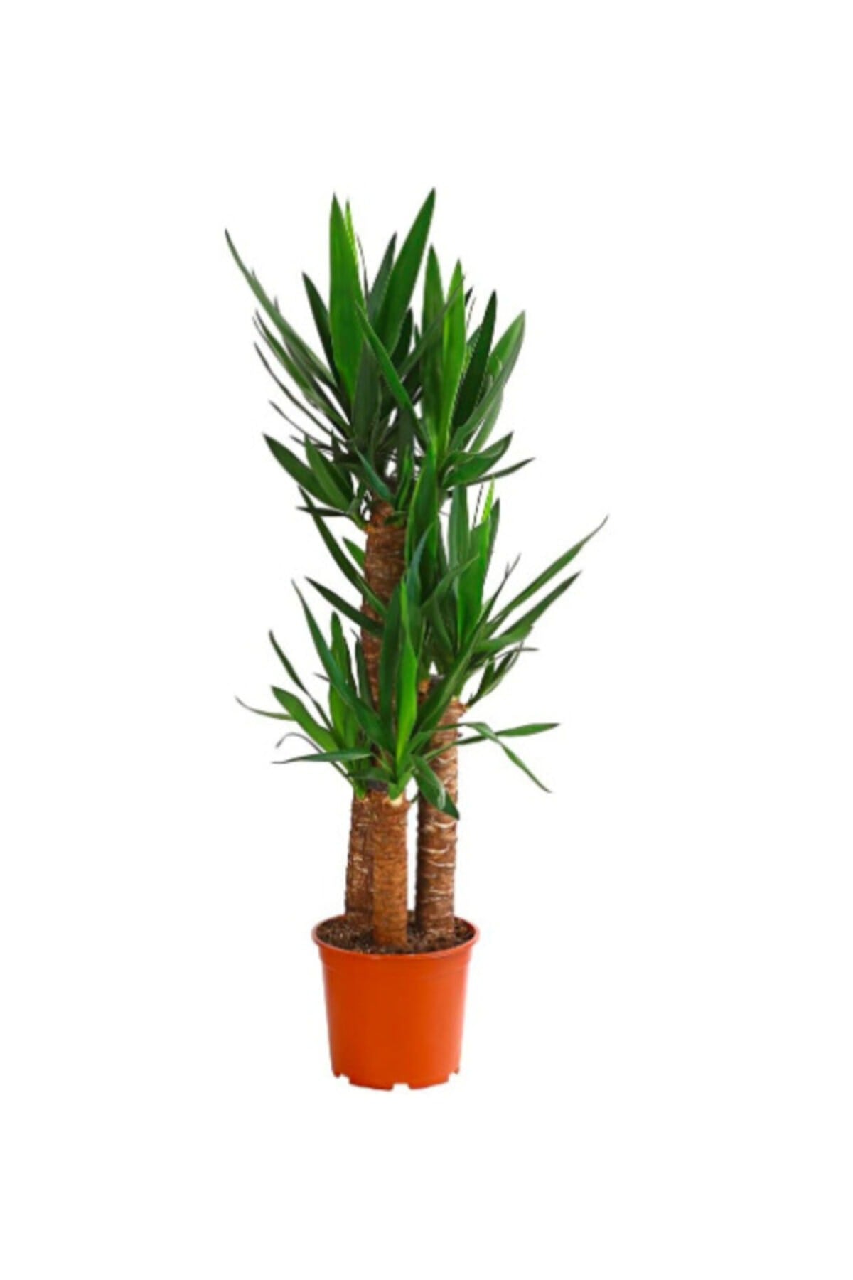 Yucca Massengena 3'lü