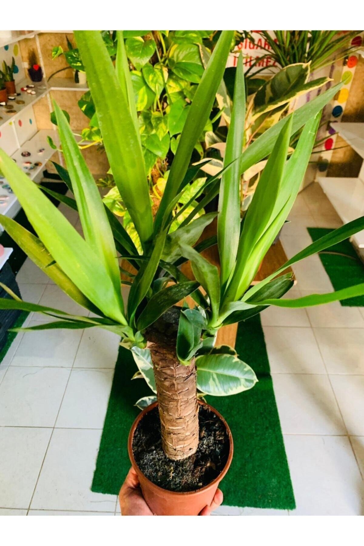 Yucca Massengena Bitkisi Yufka Salon Bitkisi