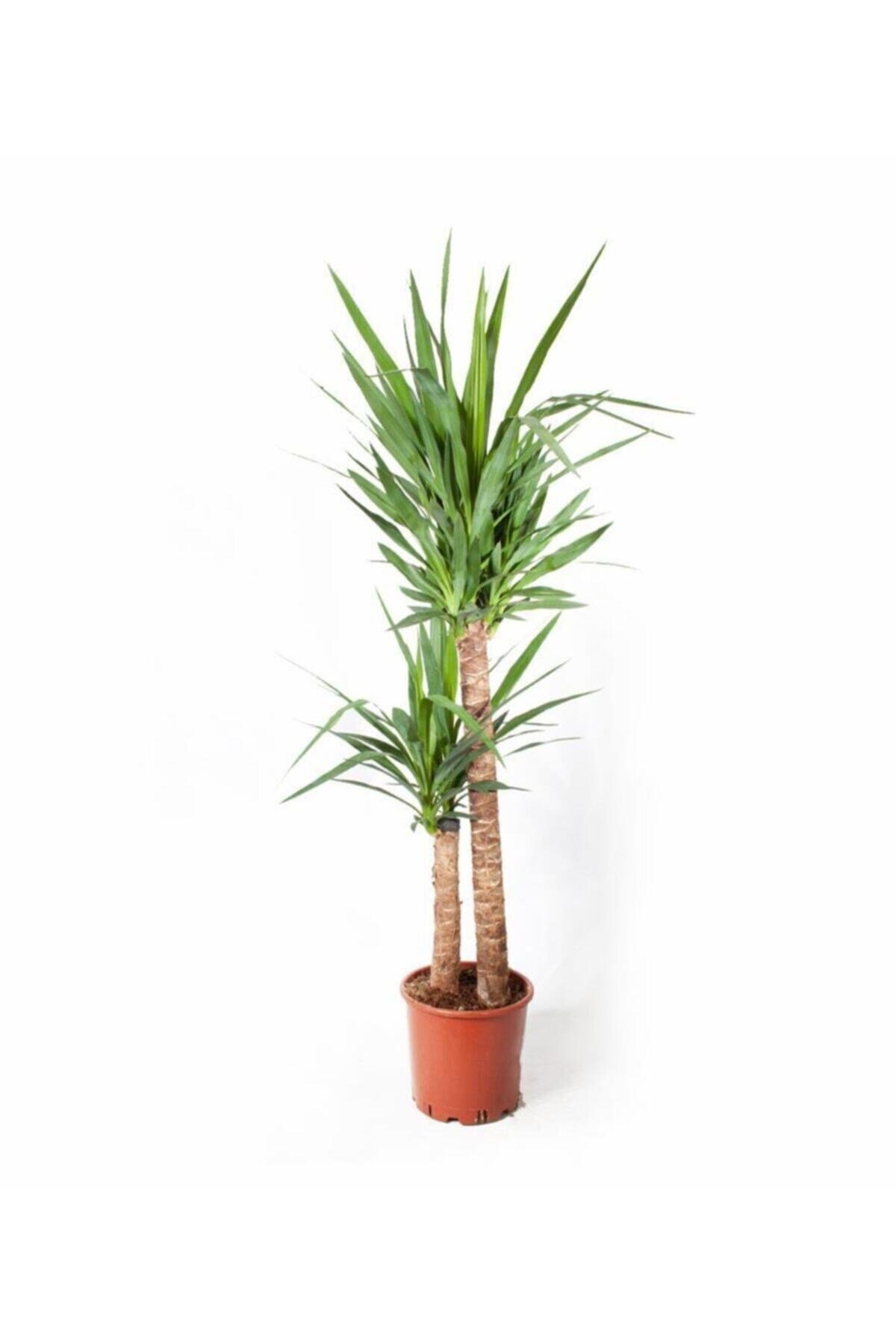 Yucca Massengena - Yuka Bitkisi - 2 Gövdeli 90 - 110 Cm