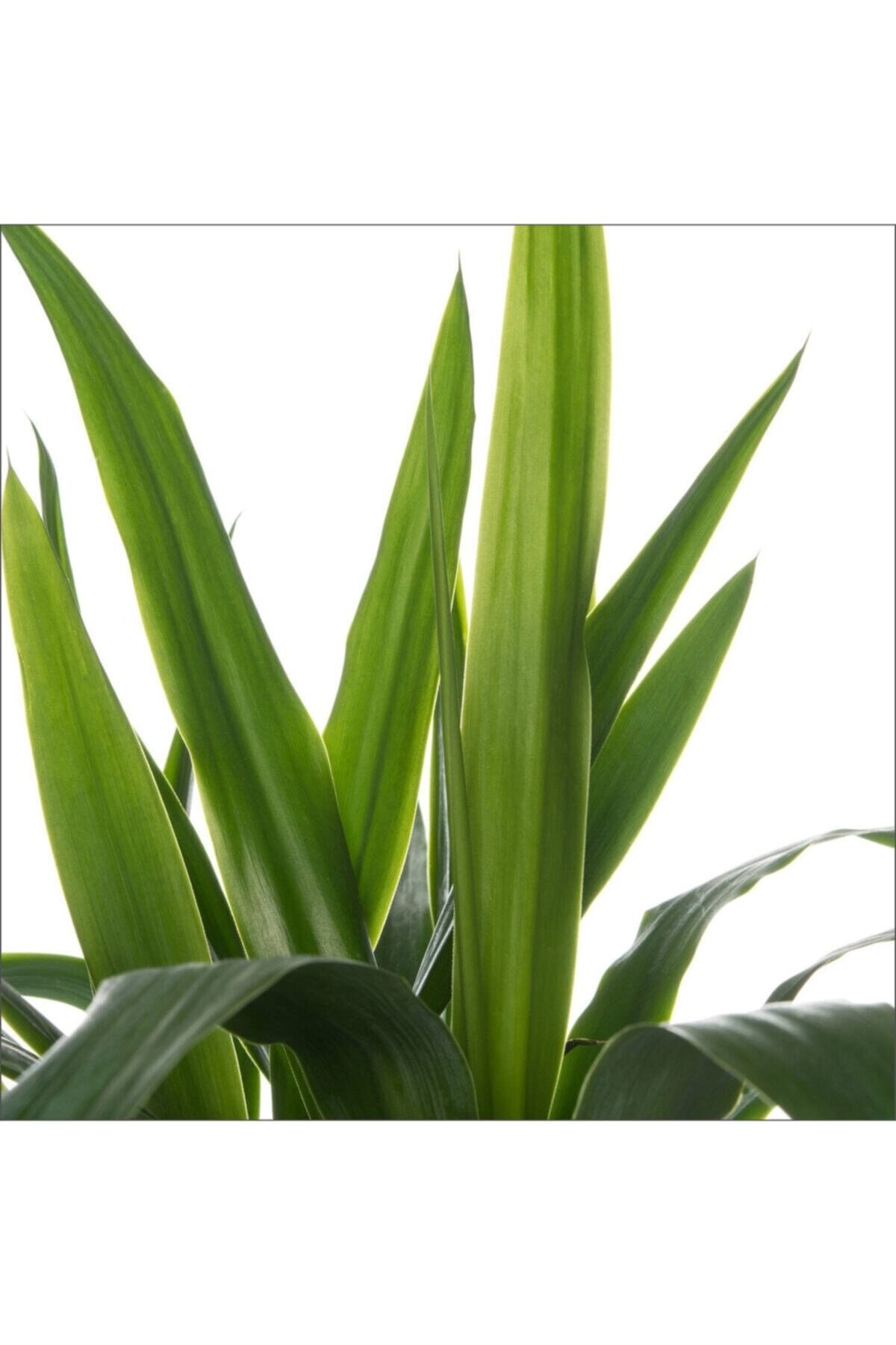 Yucca Tekli (20-40 Cm)