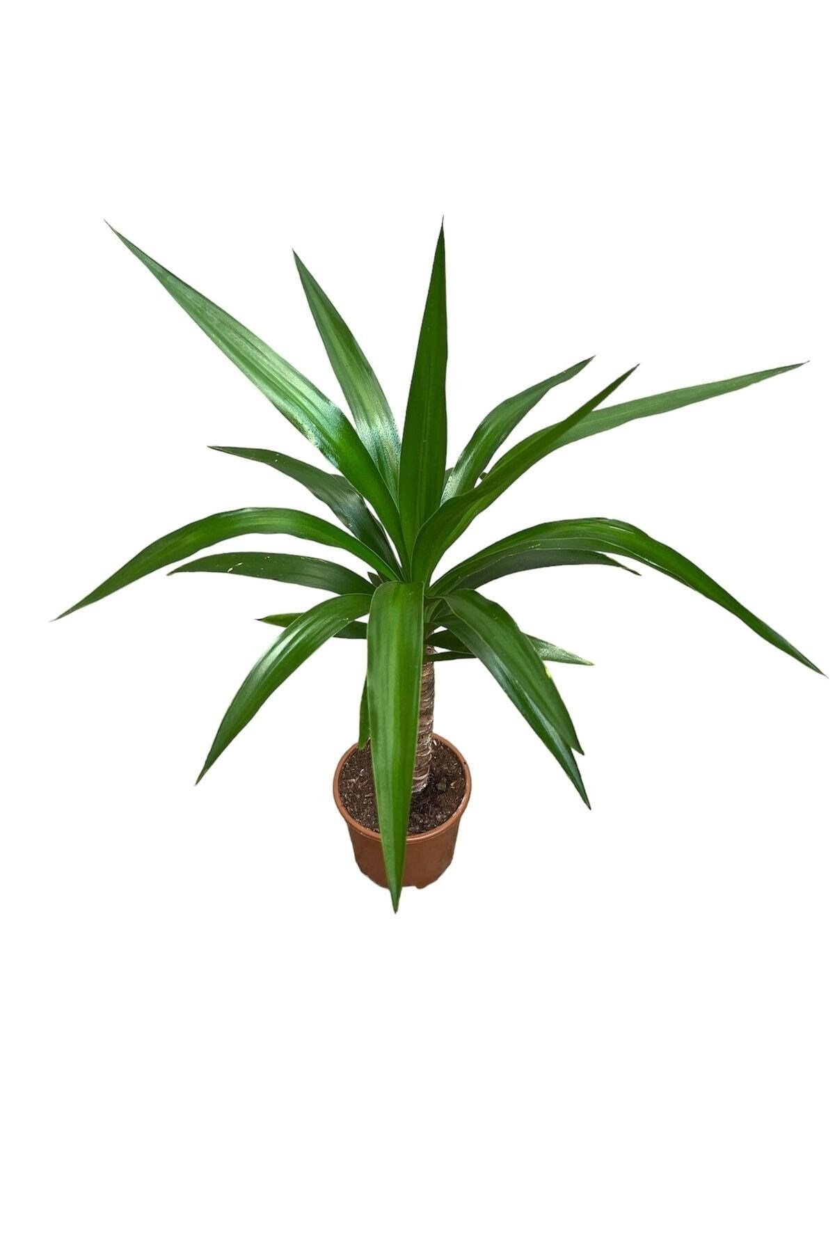 Yucca Tekli 40-60 Cm