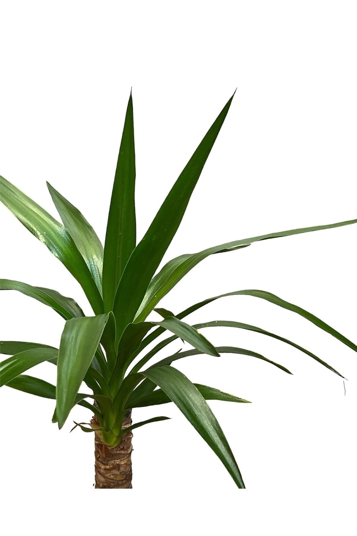 Yucca Tekli 40-60 Cm