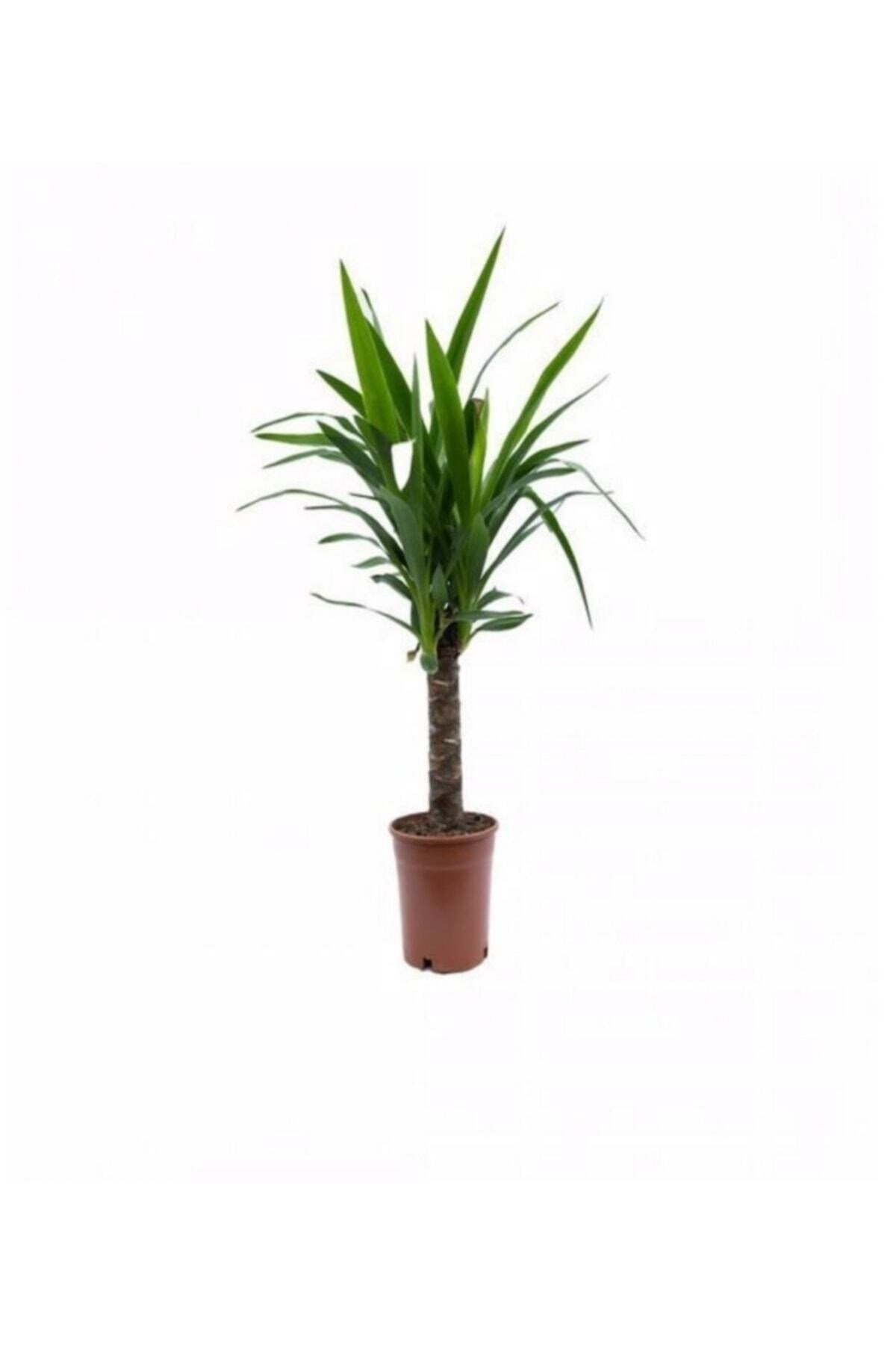 Yucca Teklı Canlı Yeni Açmış Yapraklı Bitki