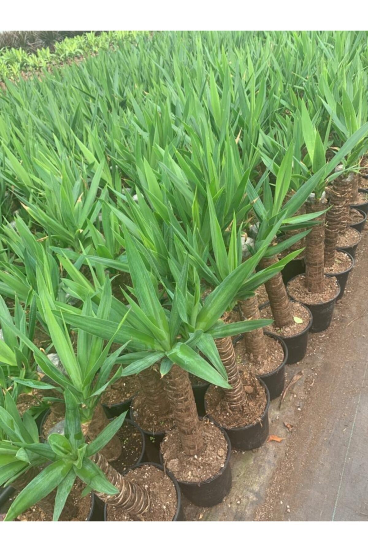 Yucca Tekli