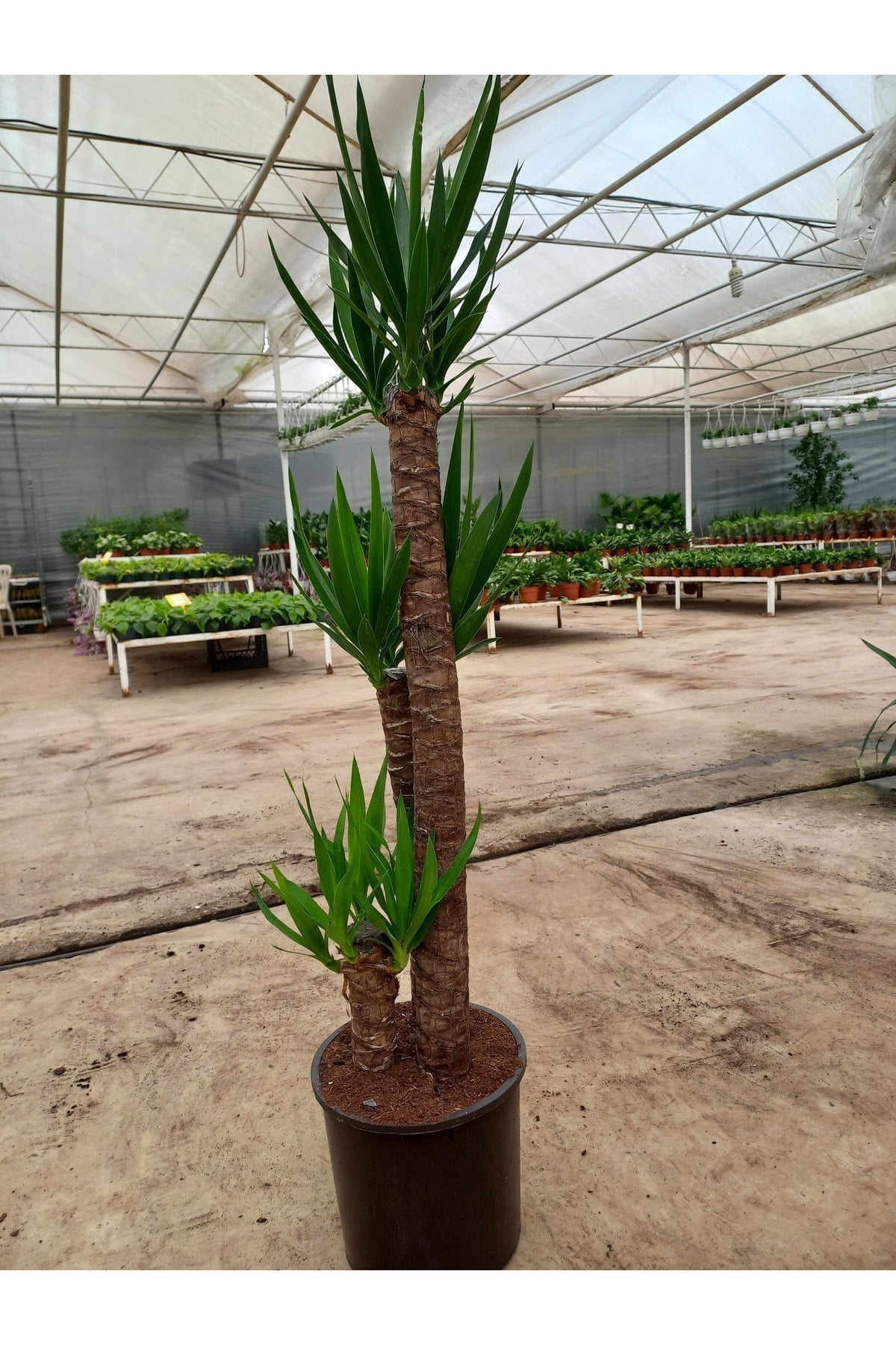 Yucca Üç Gövdeli Salon Bitkisi30-60-90 Saksılı
