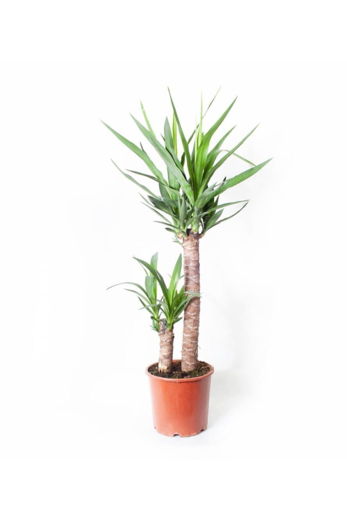 Yucca (yuka Ağacı) 2 Gövdeli