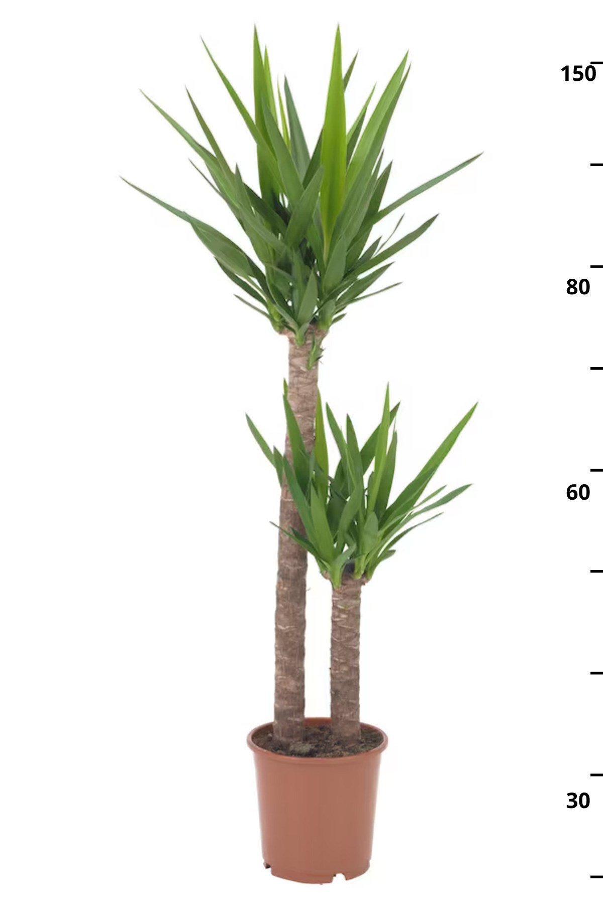 Yucca - Yuka Bitkisi Büyük Boy İki Gövdeli Yucca Avize Çiçeği Canlı Salon Bitkisi 100-110 cm