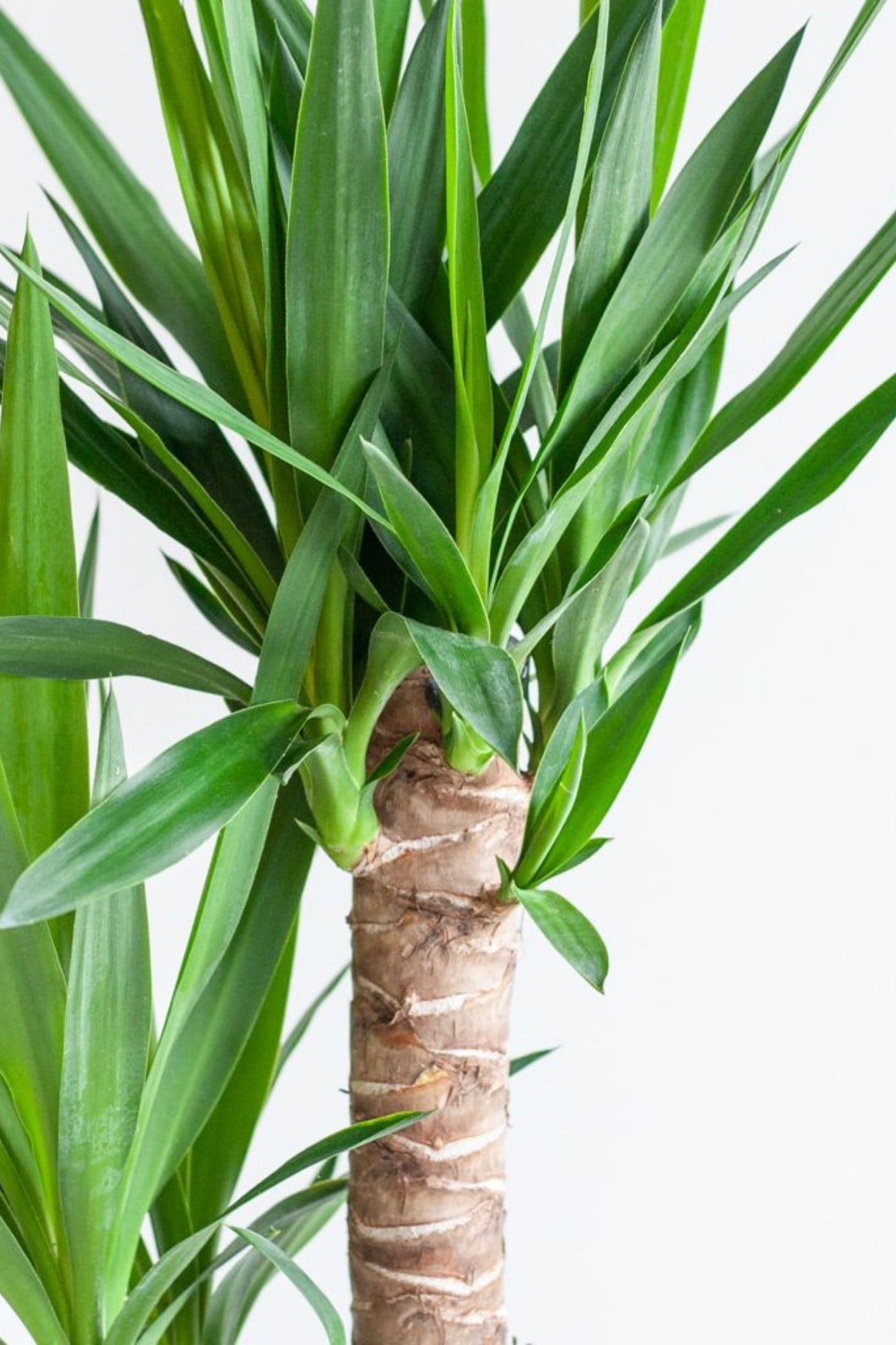 Yucca - Yuka Bitkisi Büyük Boy İki Gövdeli Yucca Avize Çiçeği Canlı Salon Bitkisi 100-110 cm