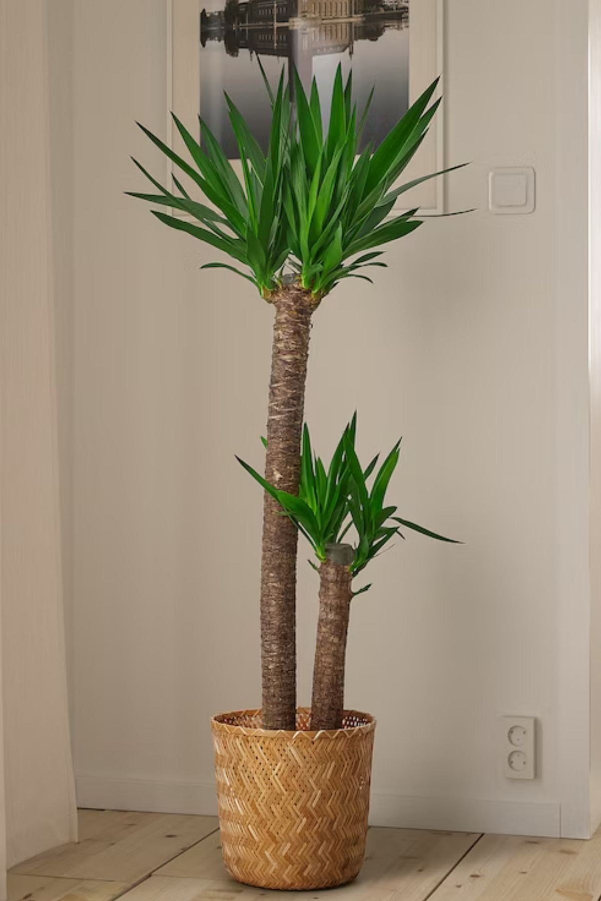 Yucca - Yuka Bitkisi Büyük Boy İki Gövdeli Yucca Avize Çiçeği Canlı Salon Bitkisi 100-110 cm