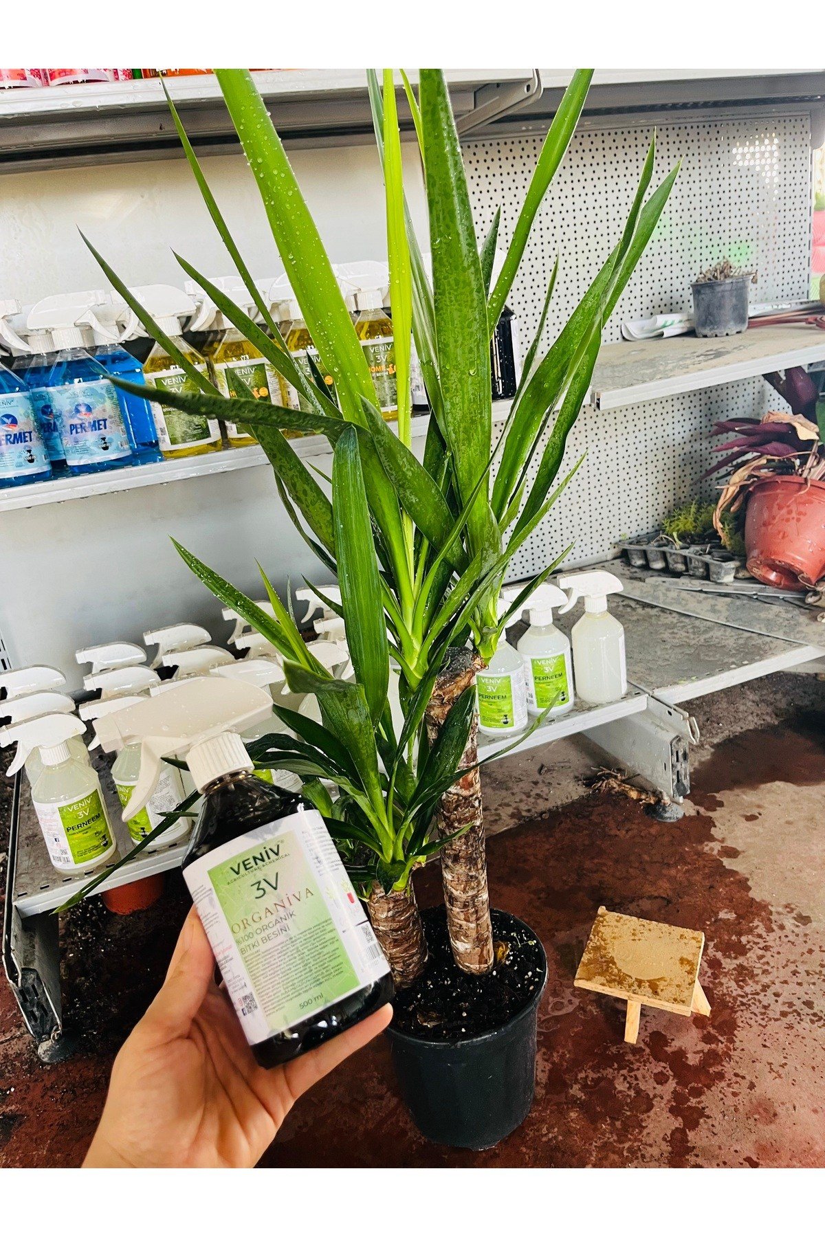 Yucca - Yuka Bitkisi, Çift Gövdeli Yanında bitki besini hediye ile