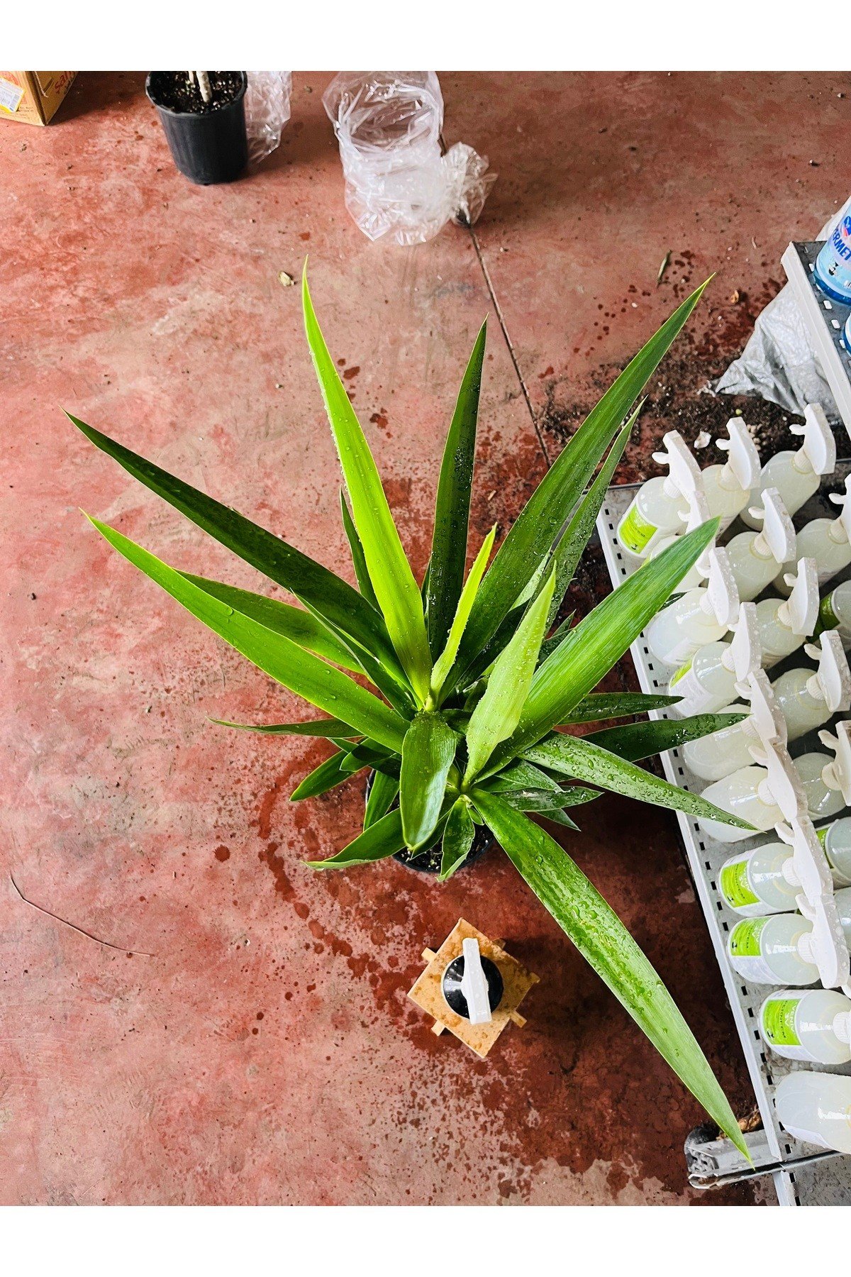 Yucca - Yuka Bitkisi, Çift Gövdeli Yanında bitki besini hediye ile