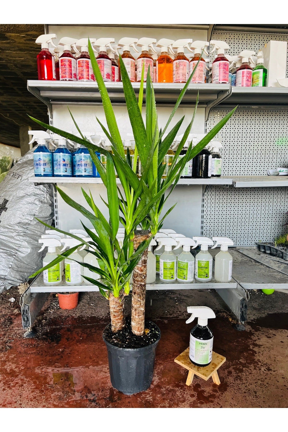 Yucca - Yuka Bitkisi, Çift Gövdeli Yanında bitki besini hediye ile
