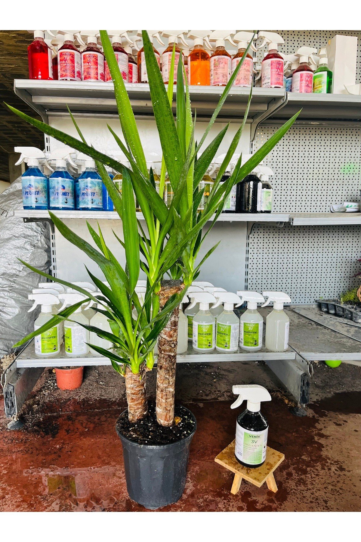Yucca - Yuka Bitkisi, Çift Gövdeli Yanında bitki besini hediye ile