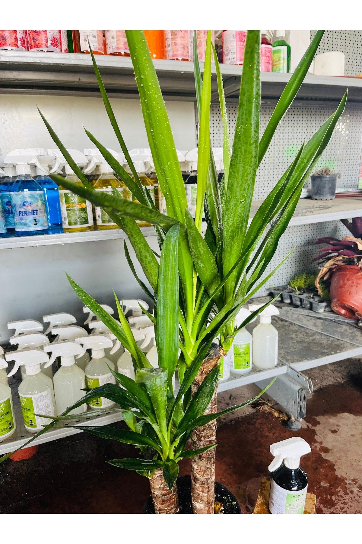 Yucca - Yuka Bitkisi, Çift Gövdeli Yanında bitki besini hediye ile