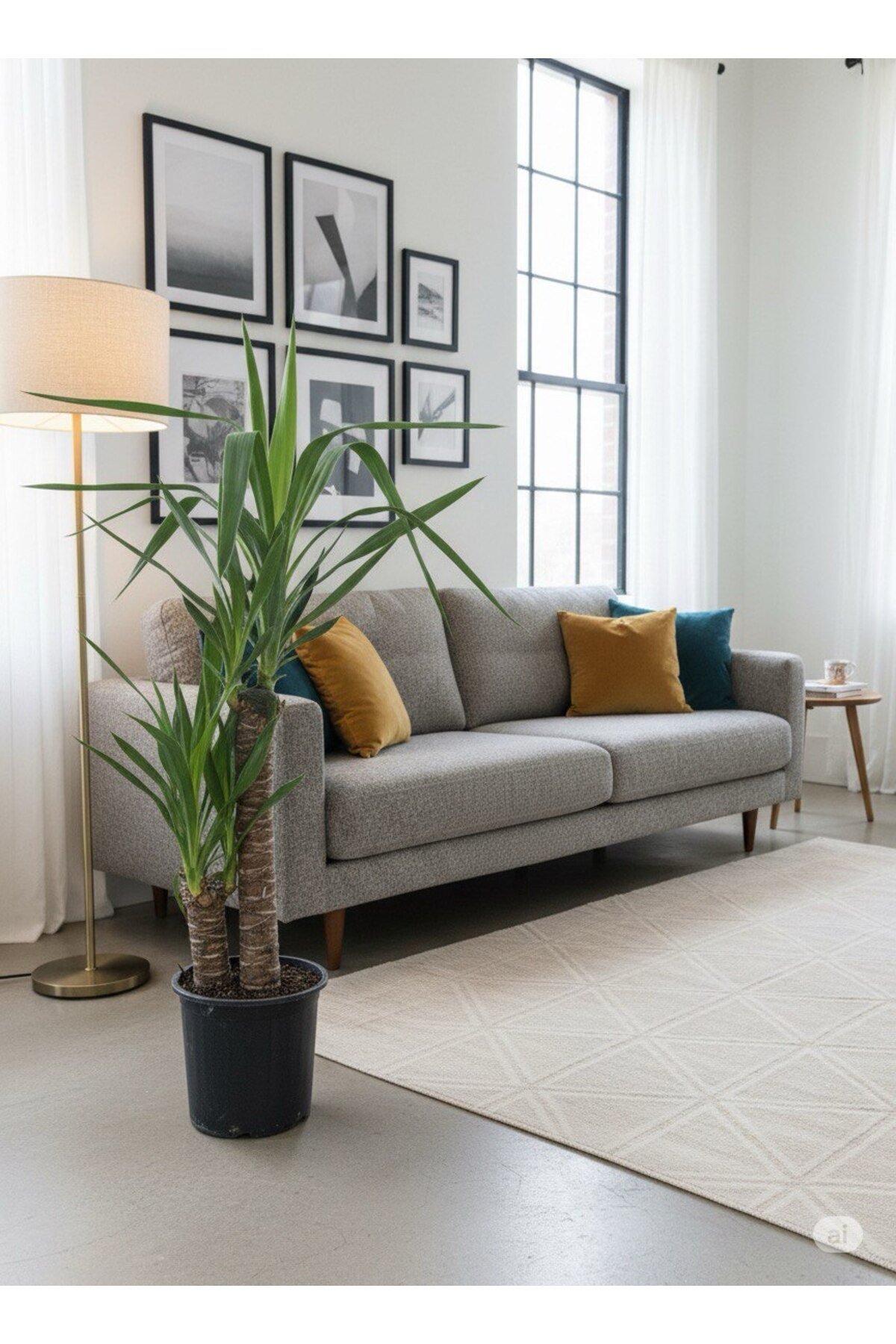 Yucca - Yuka Bitkisi Çift Köklü 100 - 120 cm
