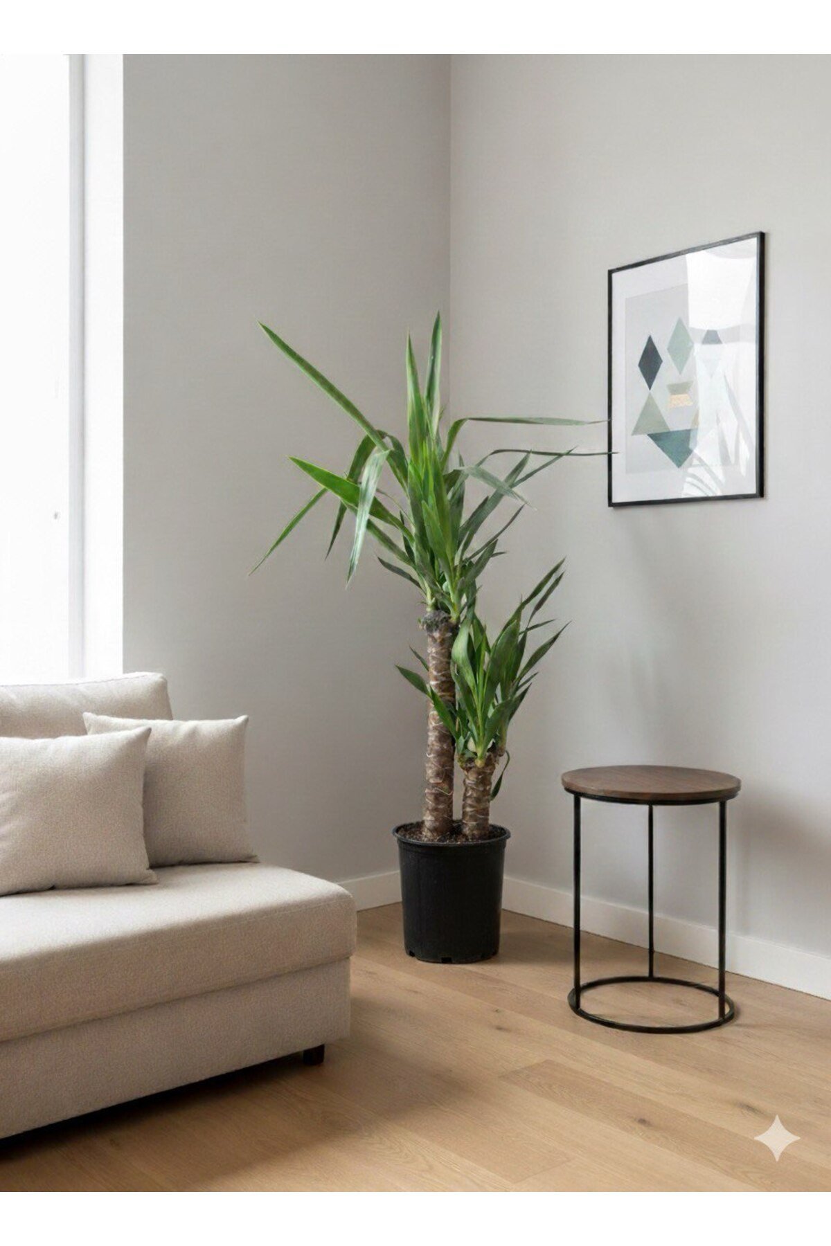 Yucca - Yuka Bitkisi Çift Köklü 100 - 120 cm