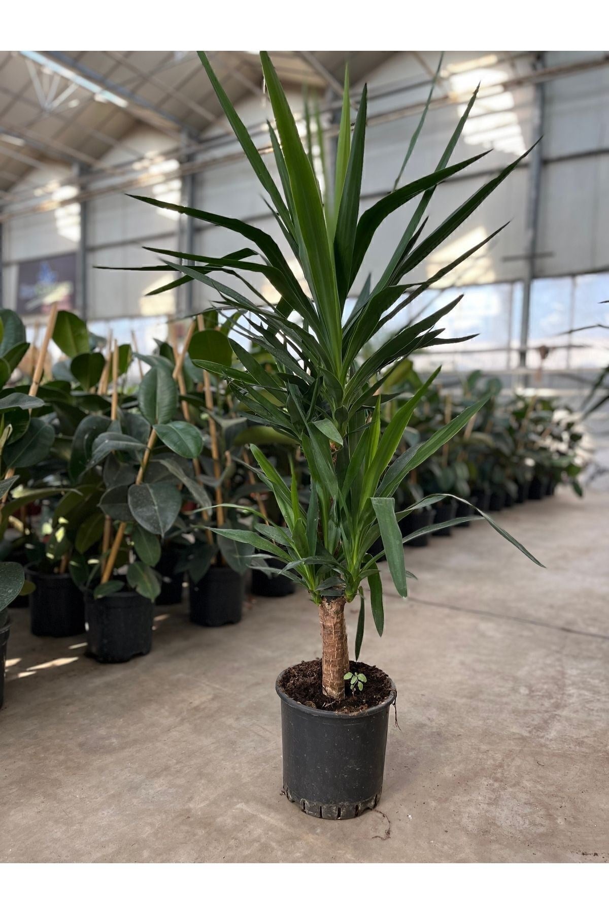 Yucca - Yuka Bitkisi Iki Gövdeli Yucca Avize Çiçeği Canlı Salon Bitkisi 80 - 100 cm