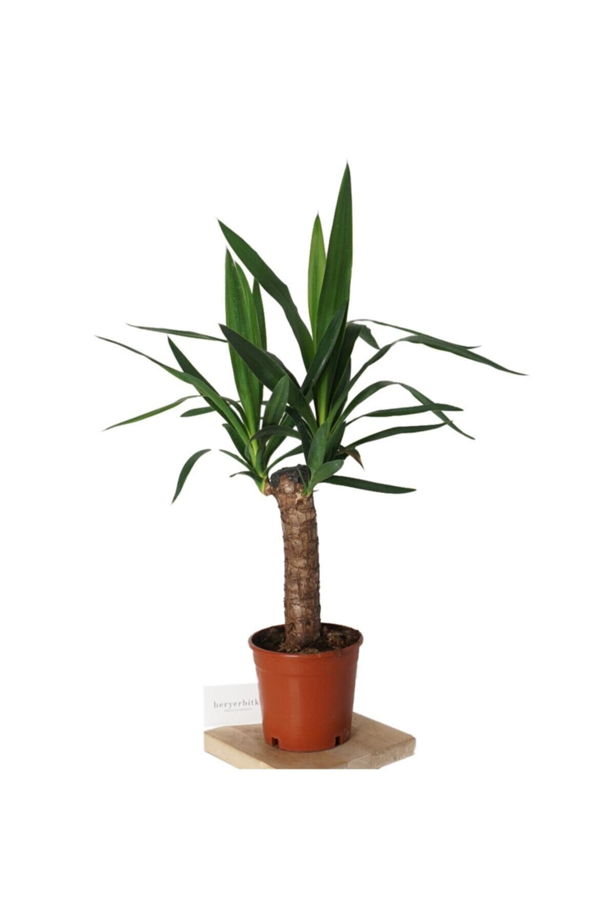 Yucca (yuka Bitkisi) Plastik Saksılı