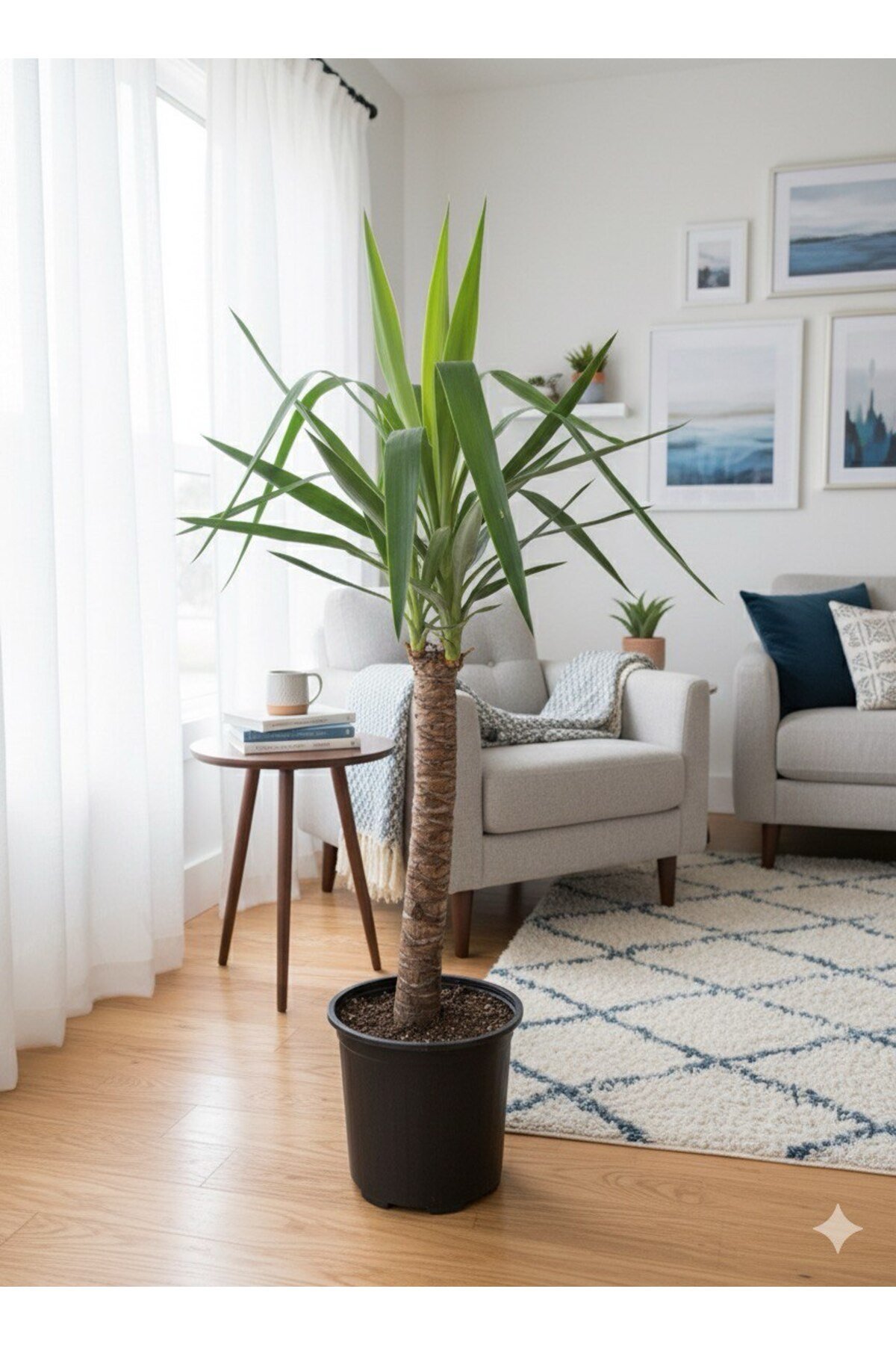 Yucca - Yuka Bitkisi Tek Köklü 100 - 120 cm
