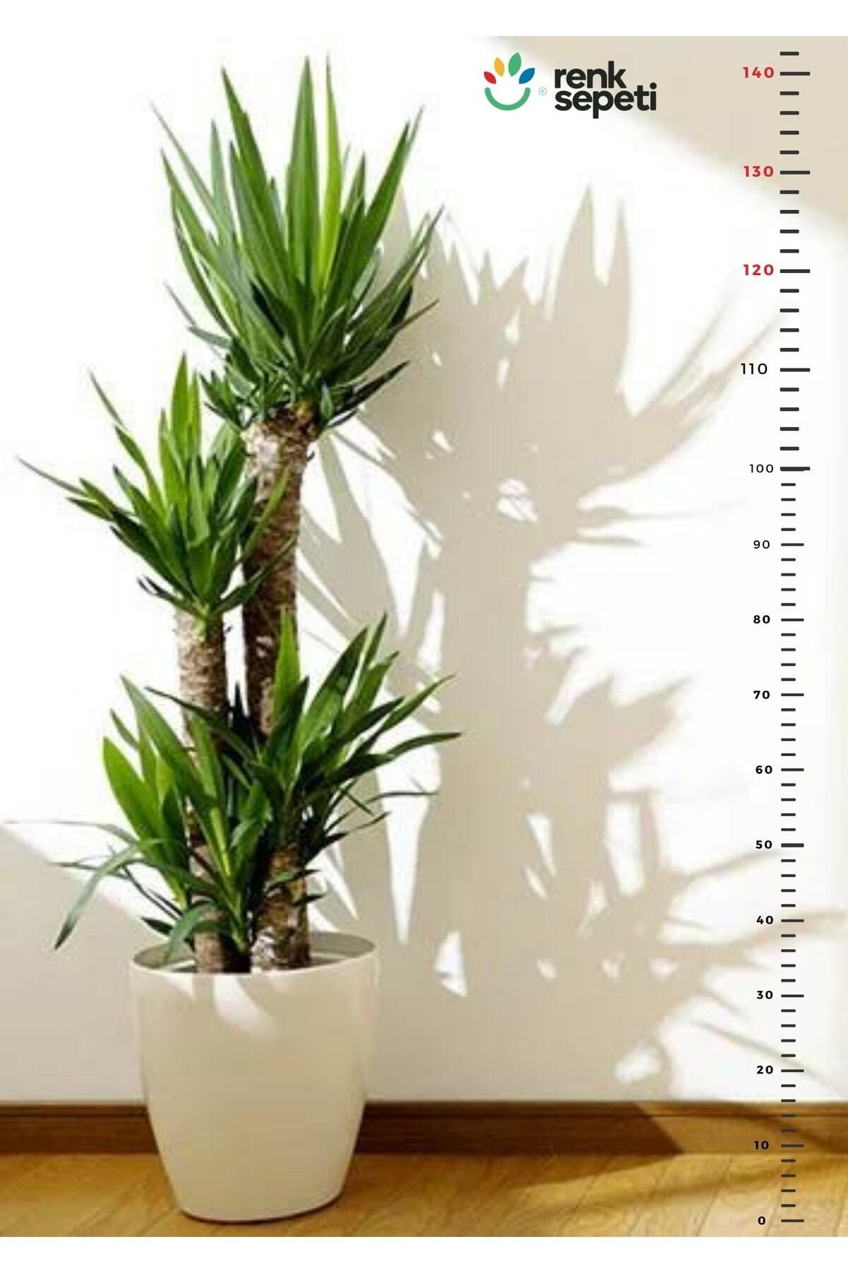 Yucca - Yuka Bitkisi Üçlü Köklü 120-140 Cm