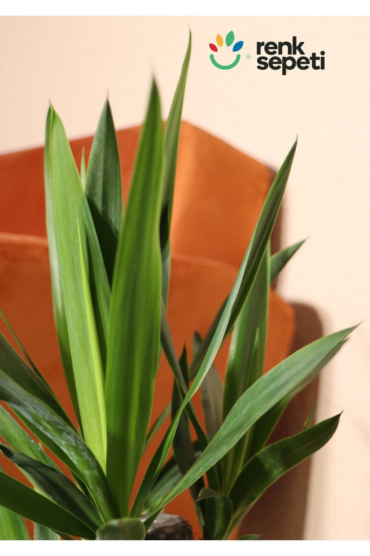 Yucca - Yuka Bitkisi Üçlü Köklü 120-140 Cm