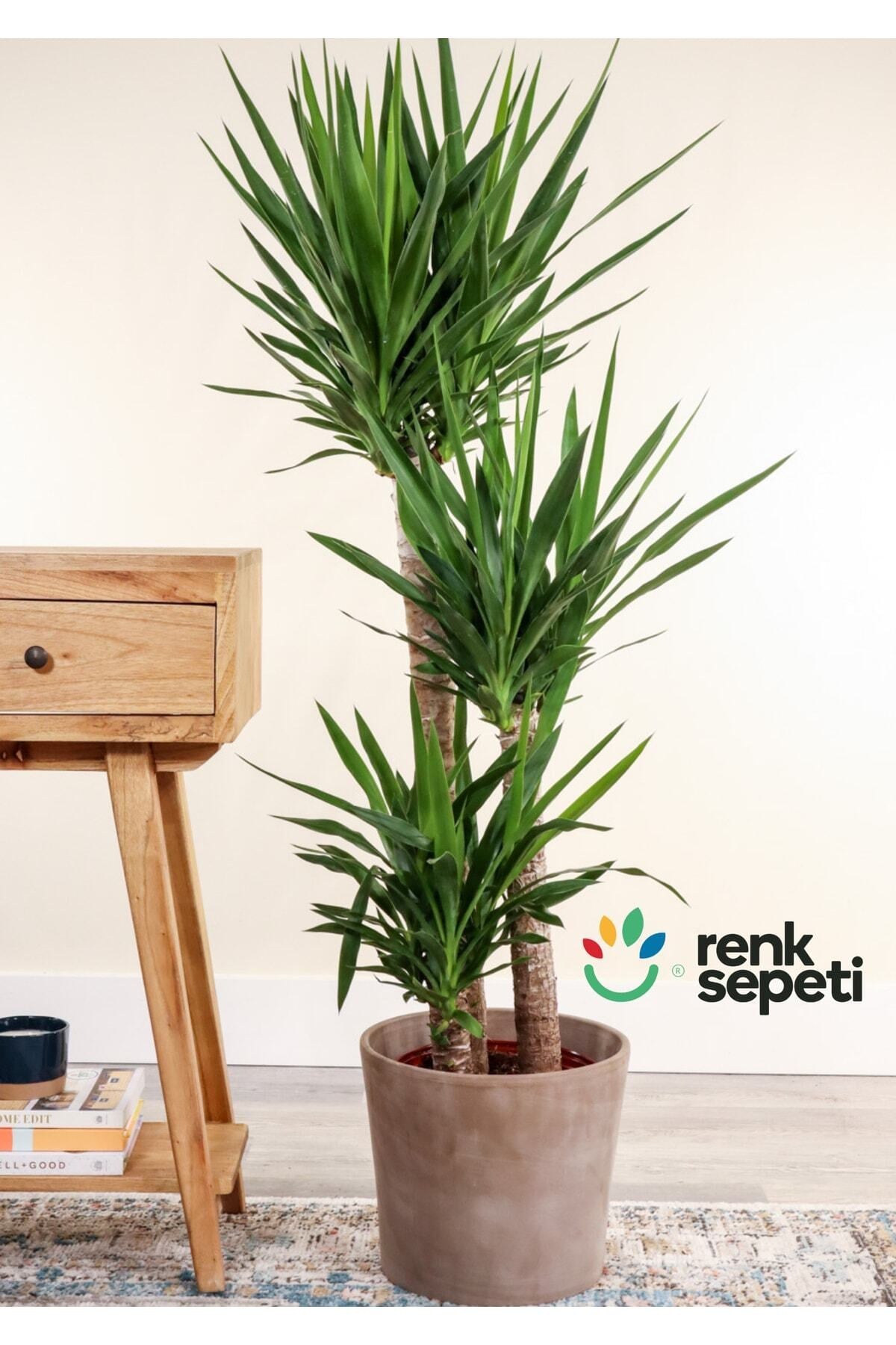 Yucca - Yuka Bitkisi Üçlü Köklü 120-140 Cm