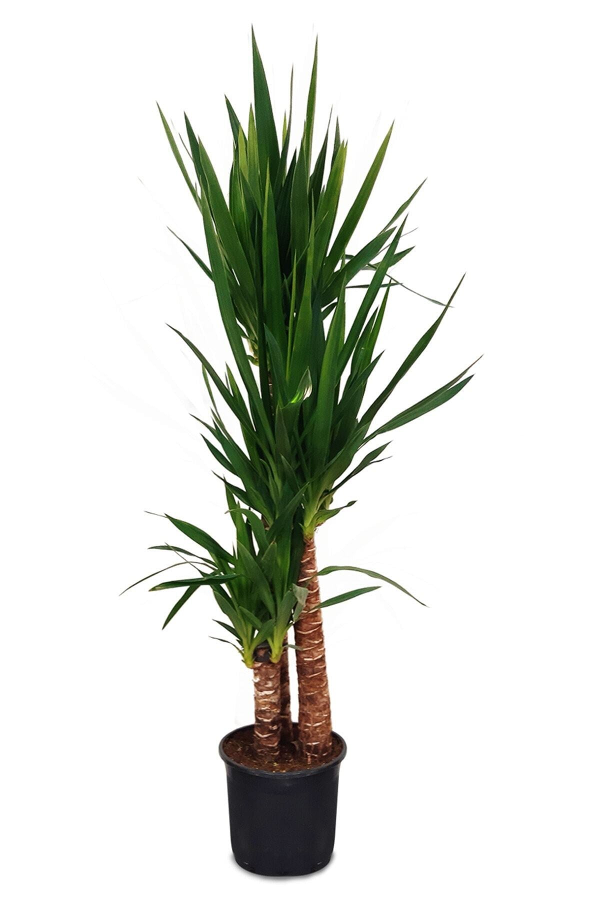 Yucca-yuka Çiçeği 3 Kök