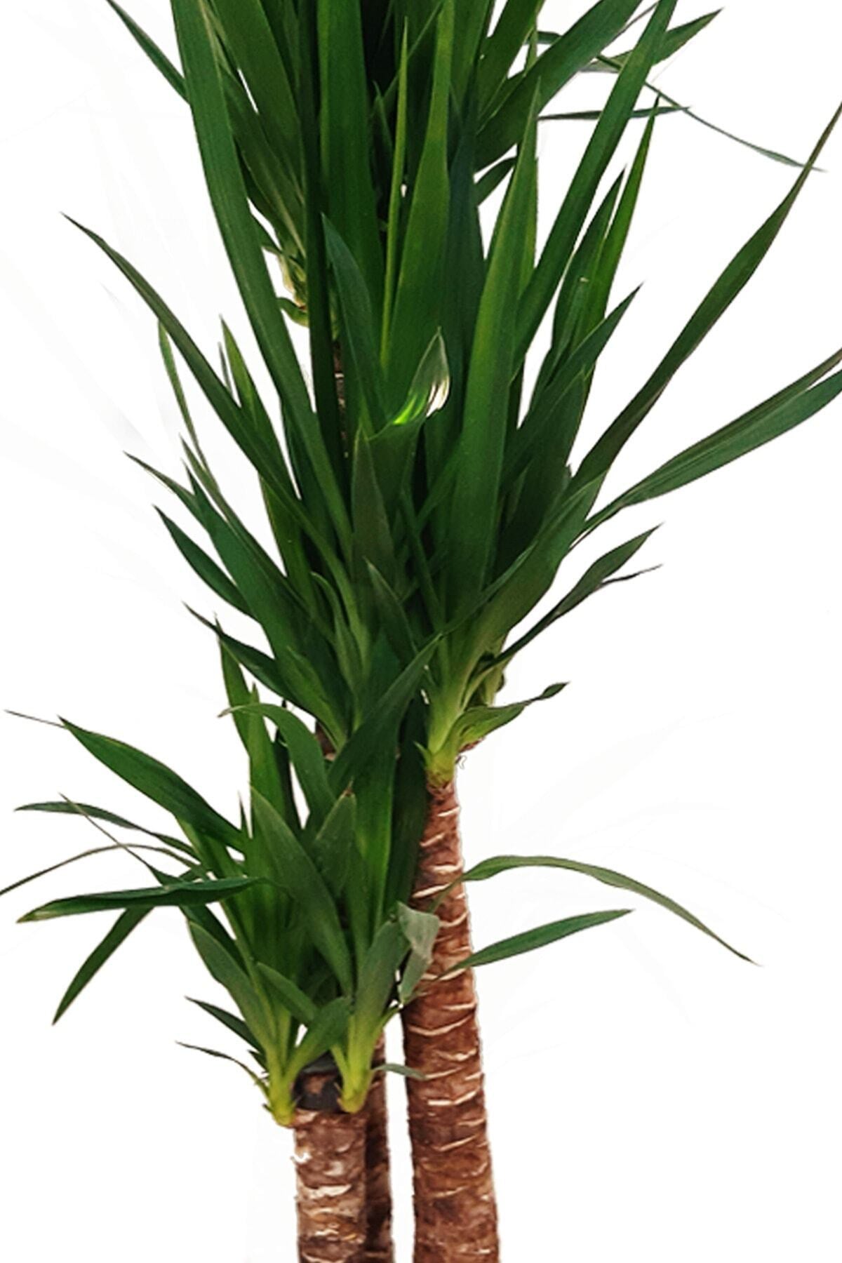 Yucca-yuka Çiçeği 3 Kök