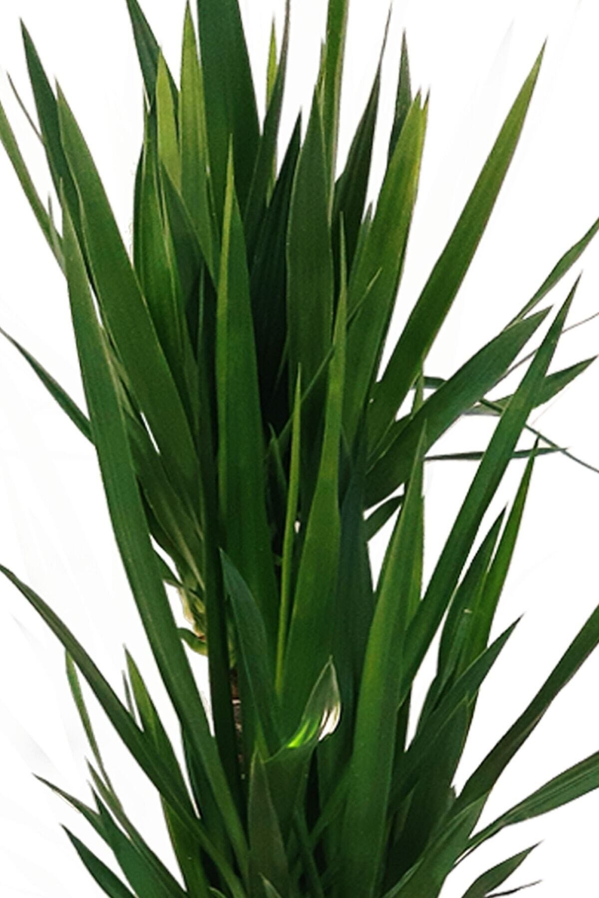Yucca-yuka Çiçeği 3 Kök