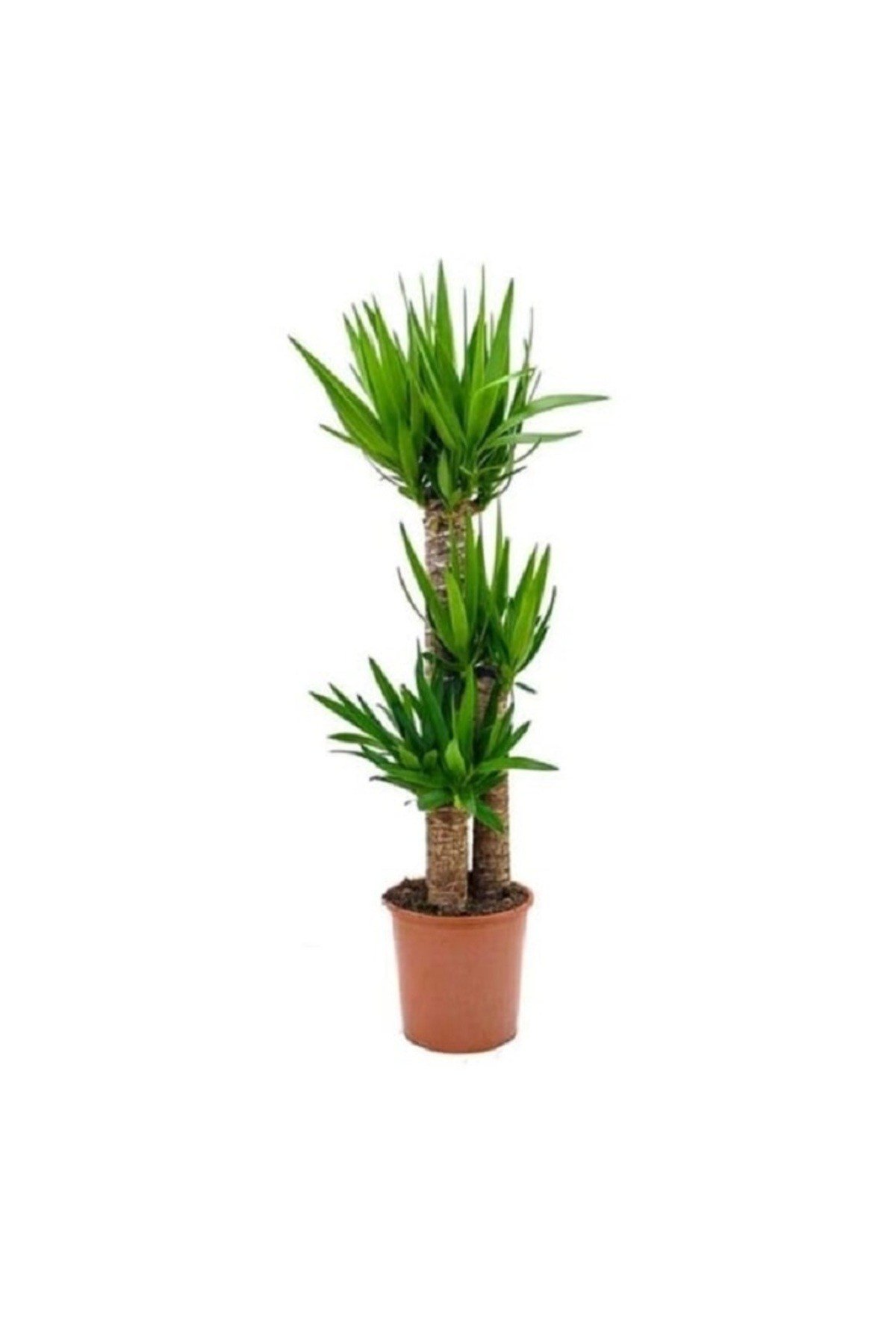 Yuka 3'lü Çiçeği 100-120cm Yuka 3 Kök Yucca Javel 3 Gövdeli Ev Ofis Bitkisi