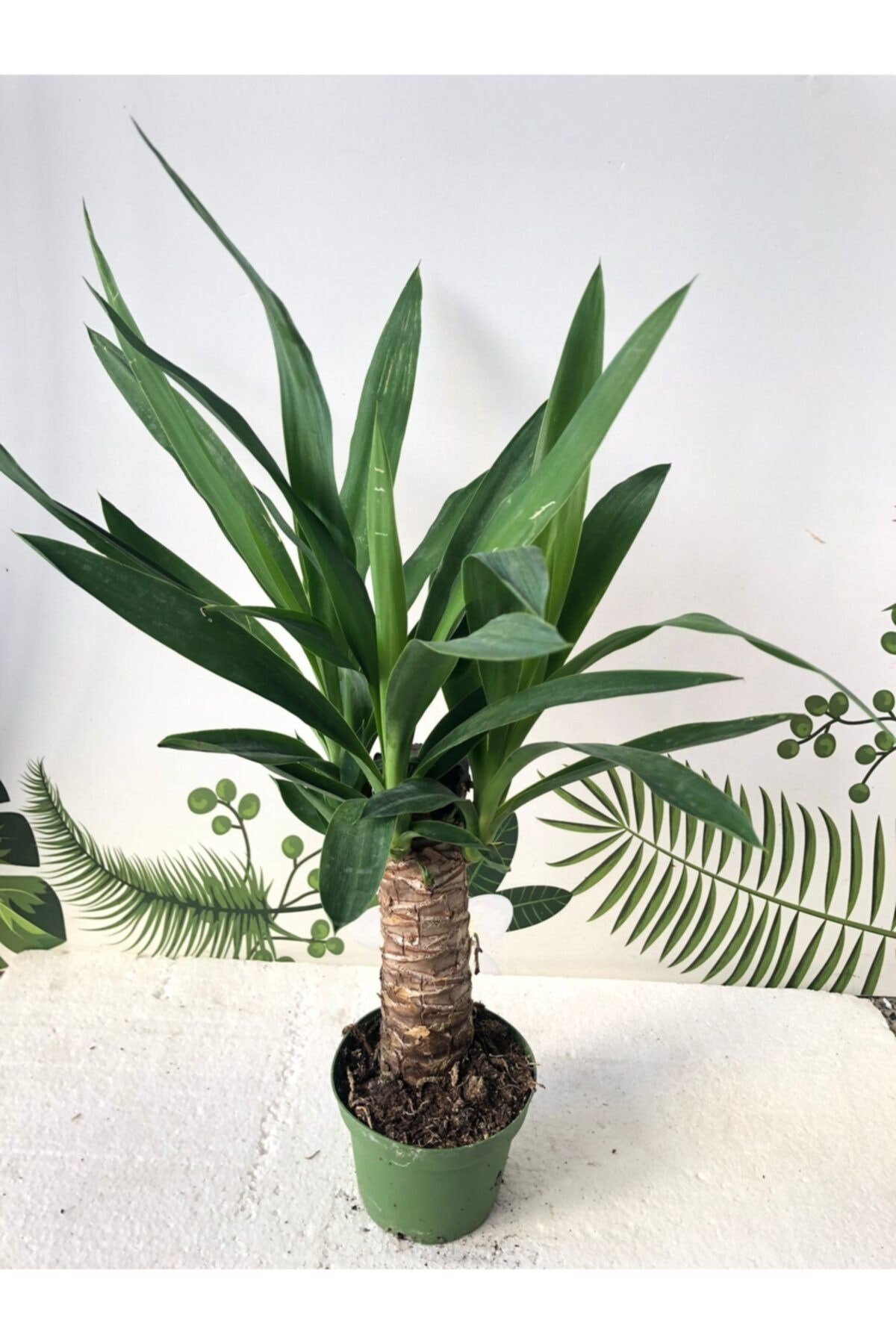 Yuka Ağacı ( Yucca Ağacı) 50 Cm Tek Kök Bol Yavru